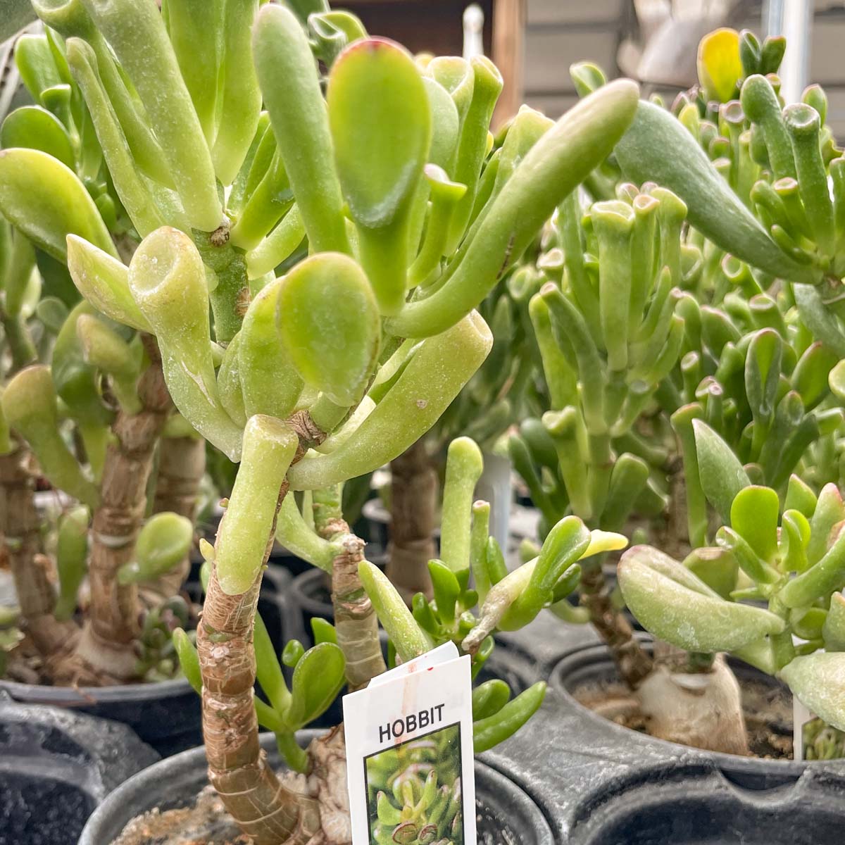 hobbit jade succulent care Crassula ovata 'Hobbit' – Magic Valley Gardens
