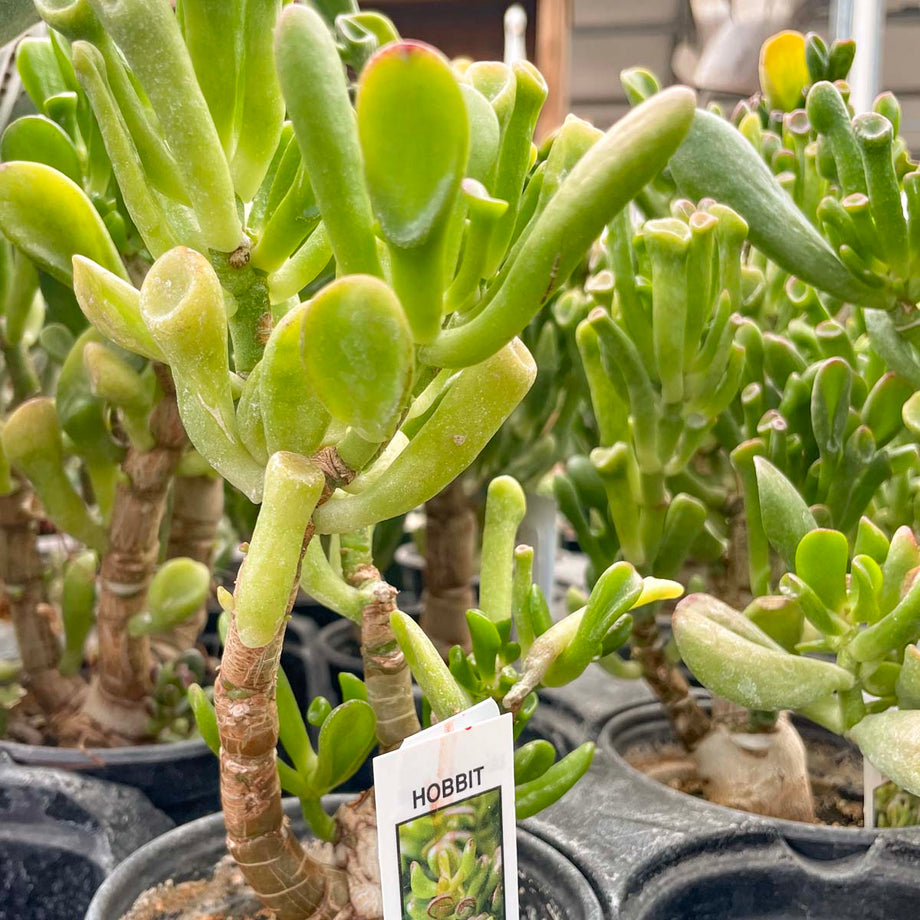 Crassula ovata 'Hobbit' – Magic Valley Gardens