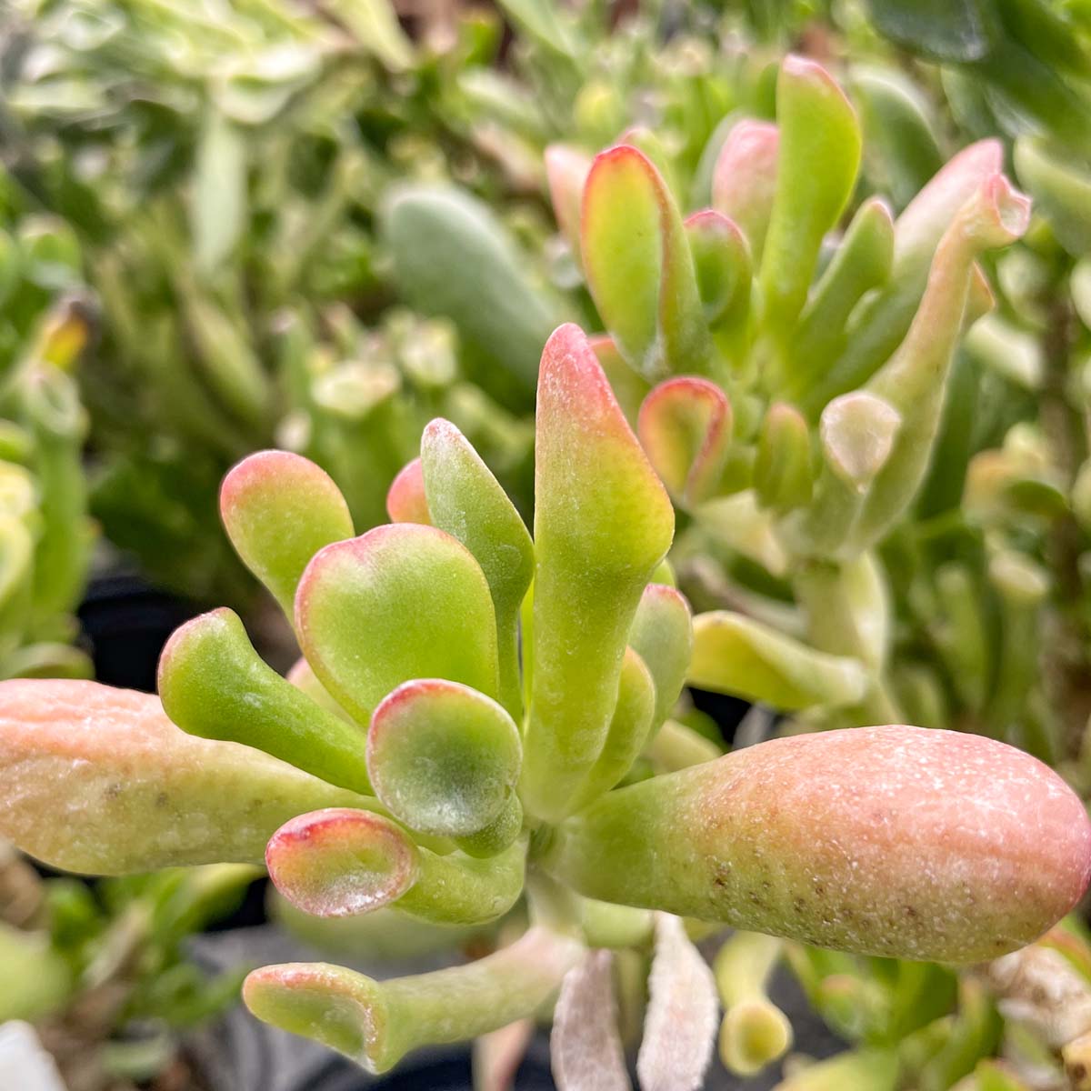 succulent crassula hobbit Crassula ovata 'Hobbit' – Magic Valley Gardens