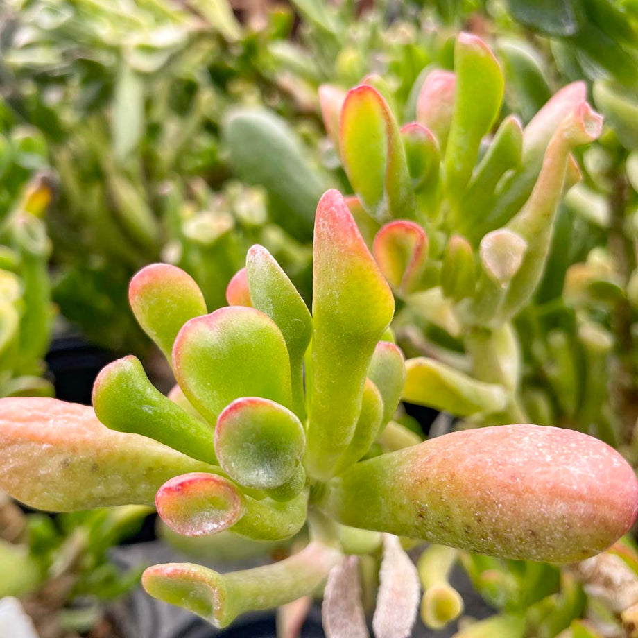 crassula hobbit jade plant Crassula ovata 'Hobbit' – Magic Valley Gardens