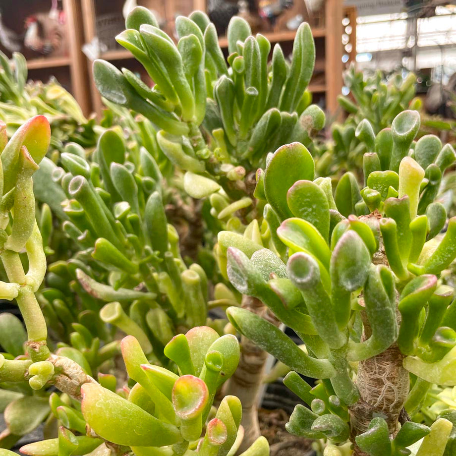 hobbit jade succulent Crassula ovata 'Hobbit' – Magic Valley Gardens
