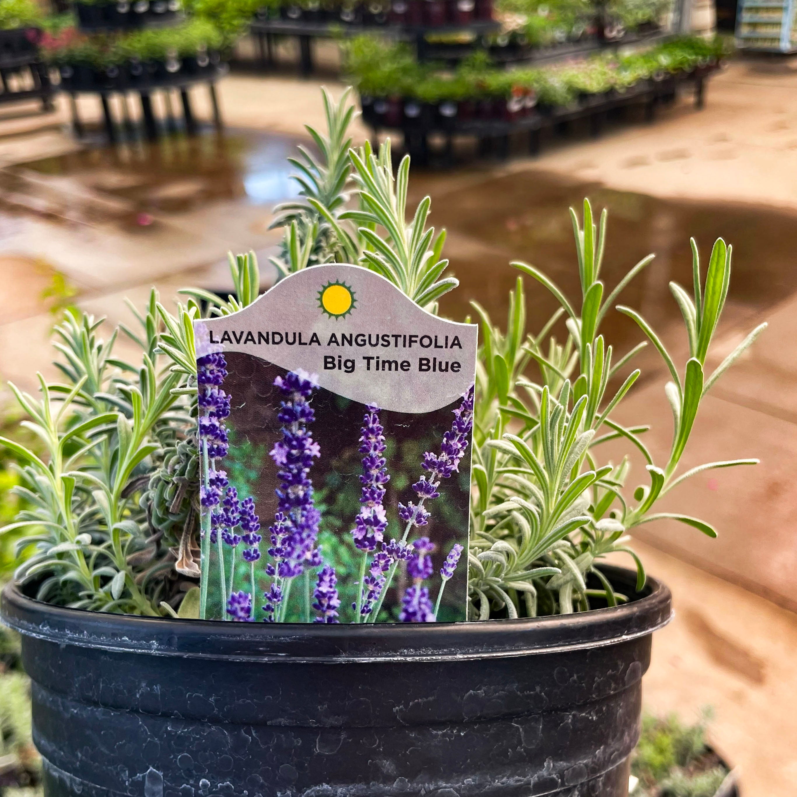 big time blue lavender plants Lavandula angustifolia 'Big Time Blue' – Magic Valley Gardens