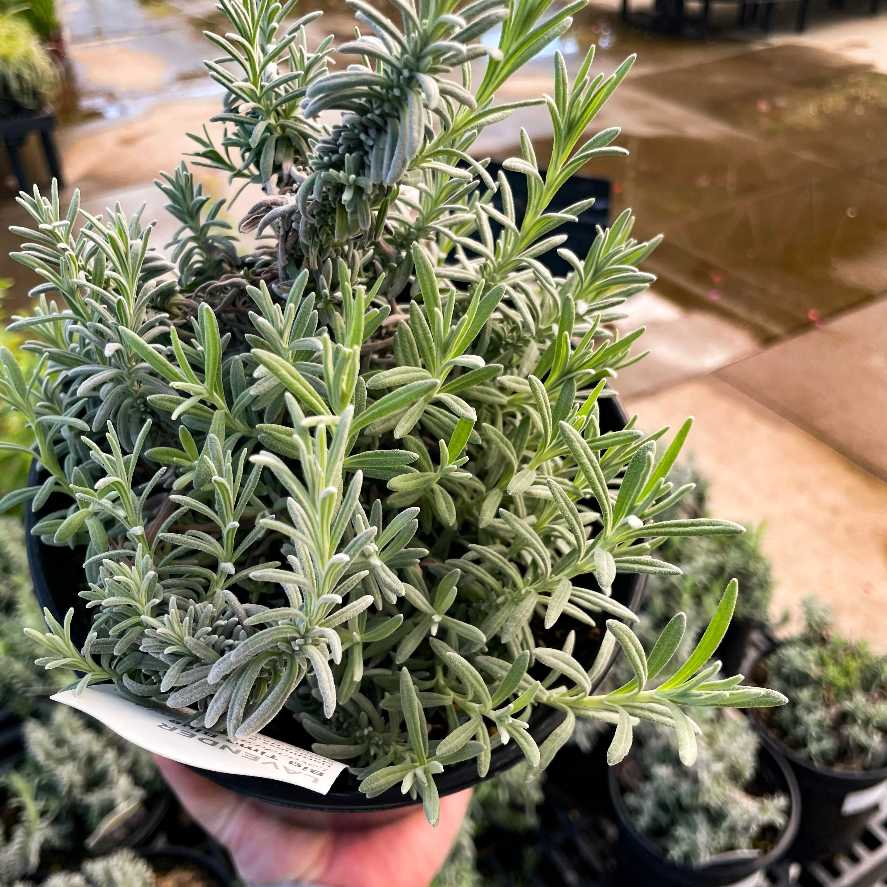 big time blue lavender plants Lavandula angustifolia 'Big Time Blue' – Magic Valley Gardens