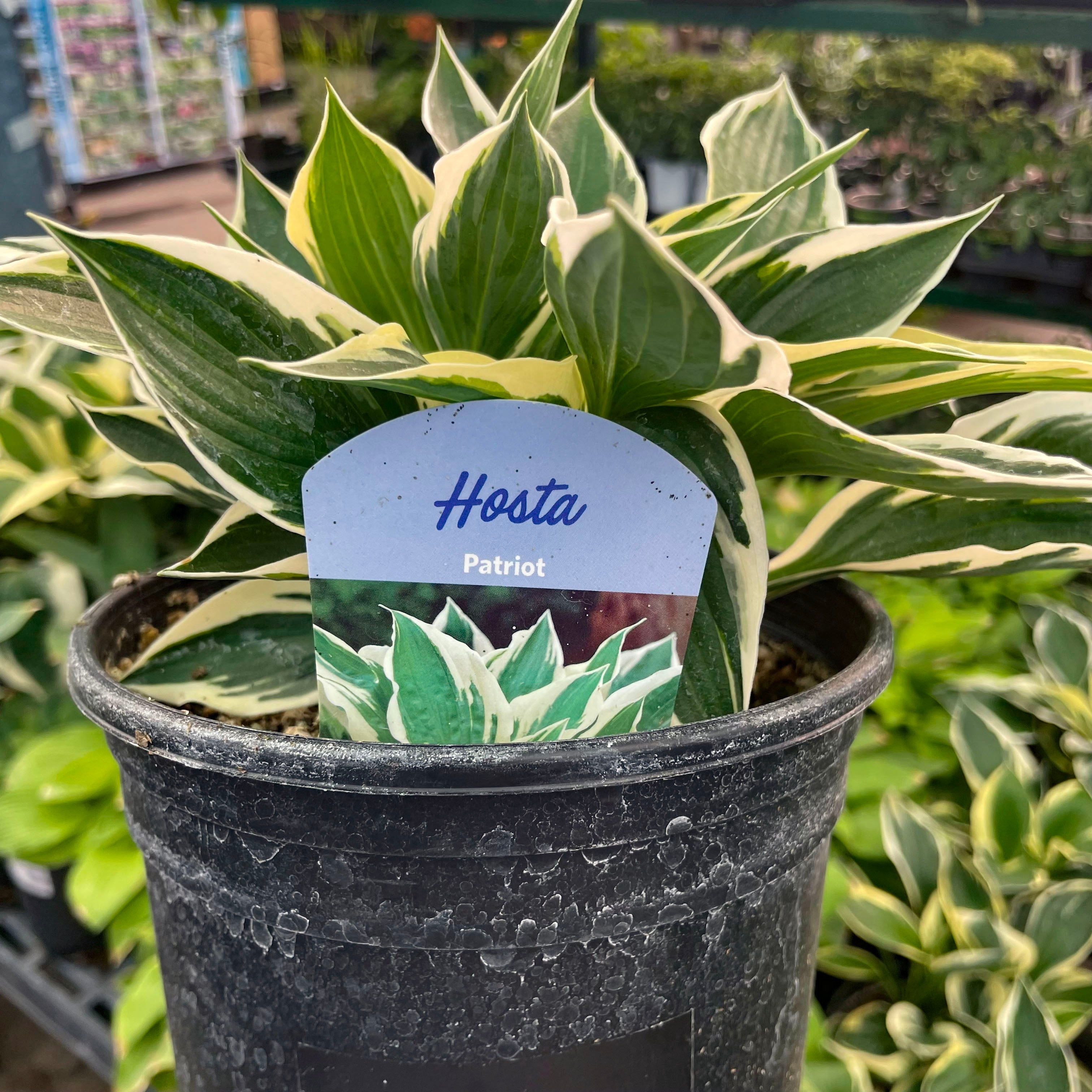 Patriot Hosta (Plantain Lily) – Magic Valley Gardens