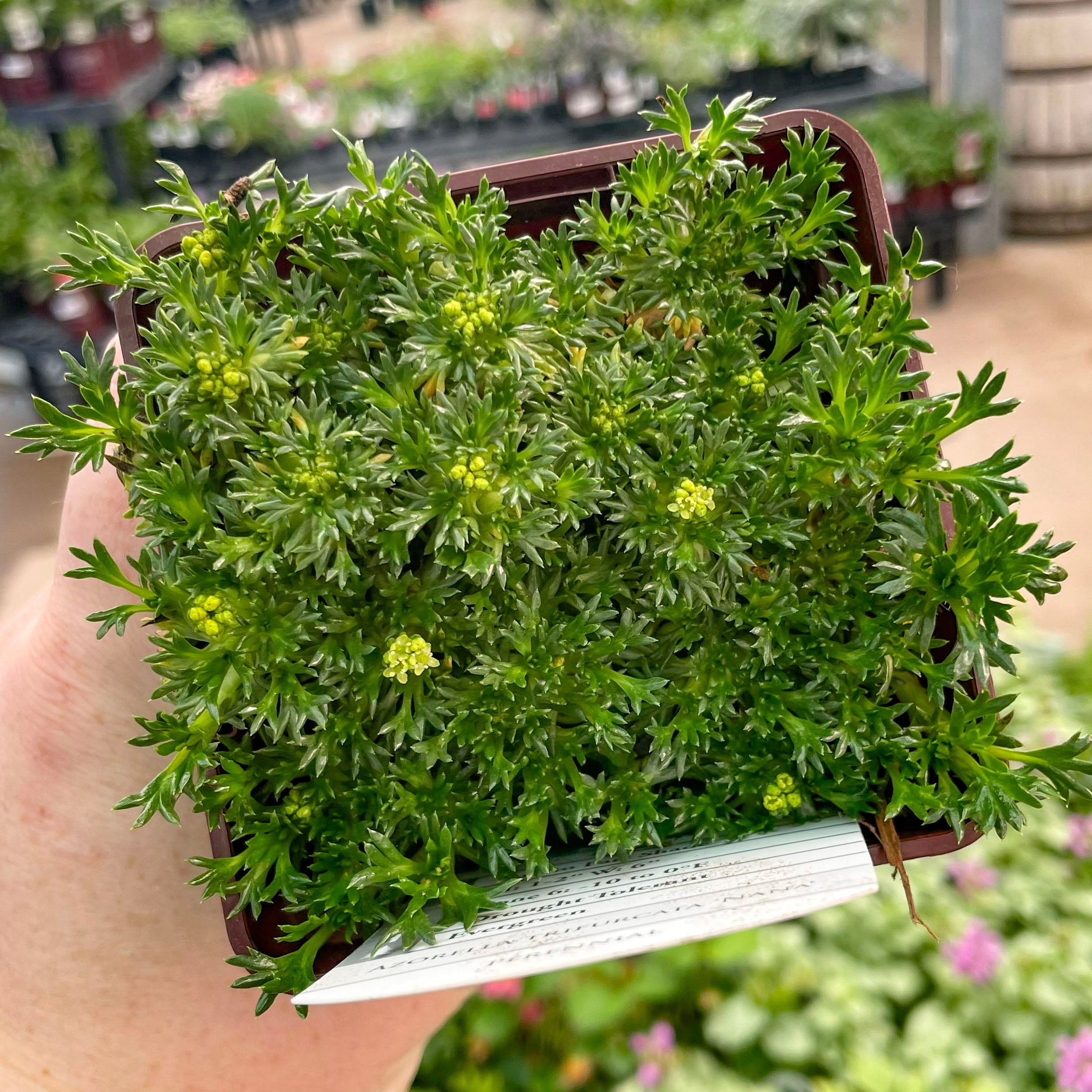 Azorella trifurcata 'Nana' – Magic Valley Gardens