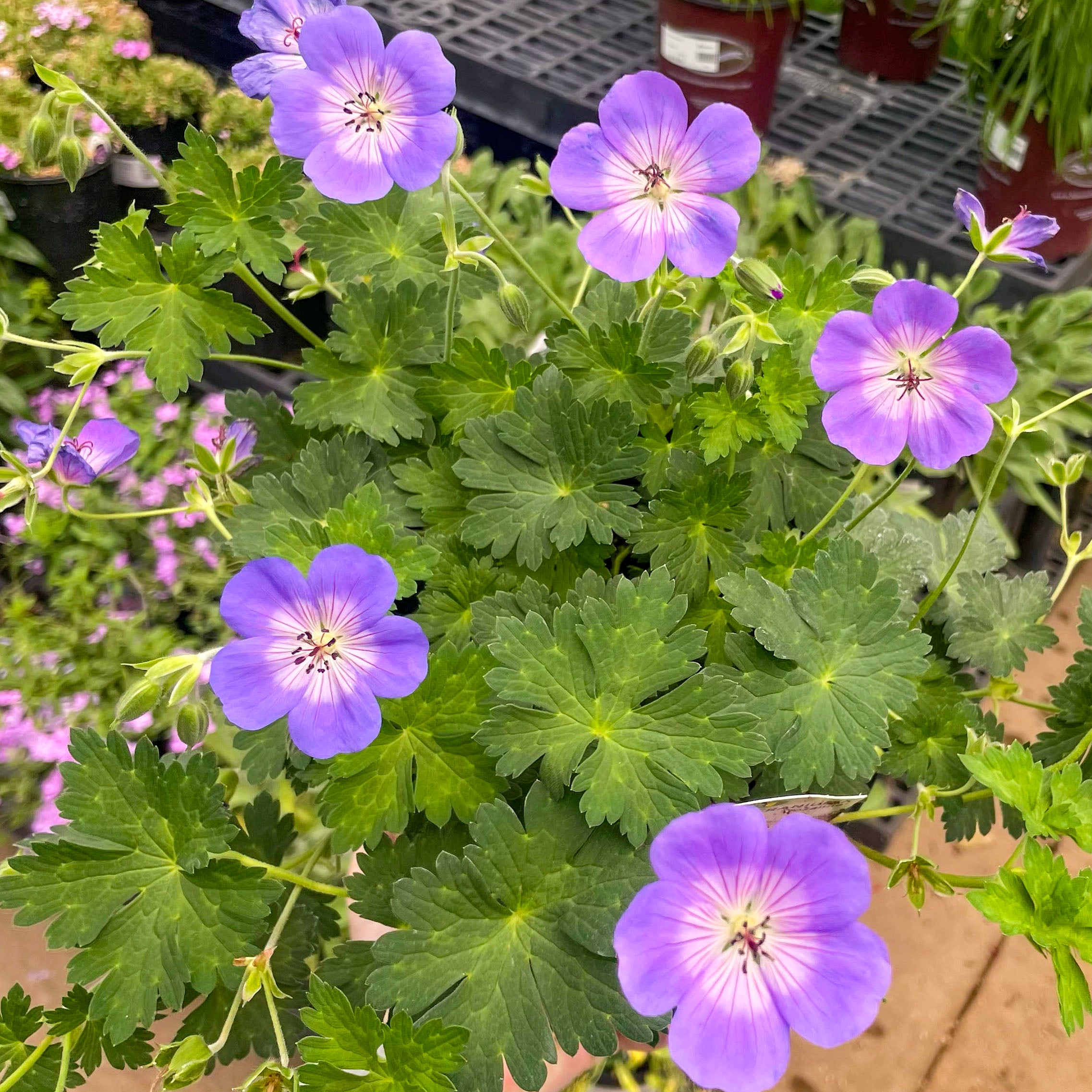 rozanne geranium plant Rozanne Geranium (Cranesbill)