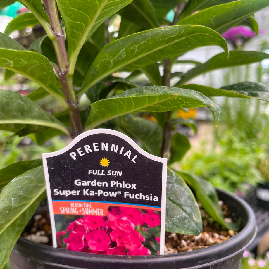Super Ka-Pow Fuchsia Garden Phlox – Magic Valley Gardens