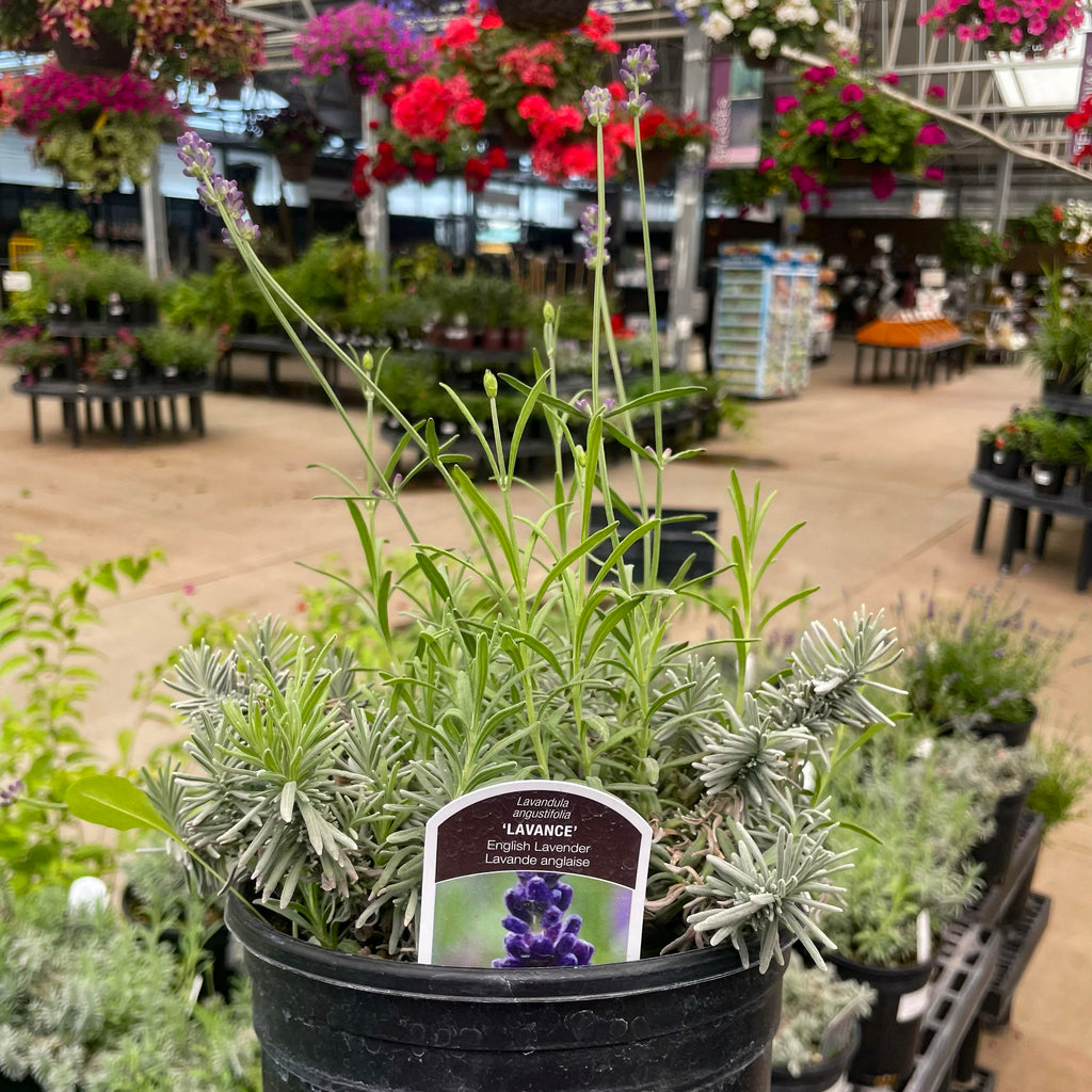 Lavance English Lavender | Fragrant Purple Perennial – Magic