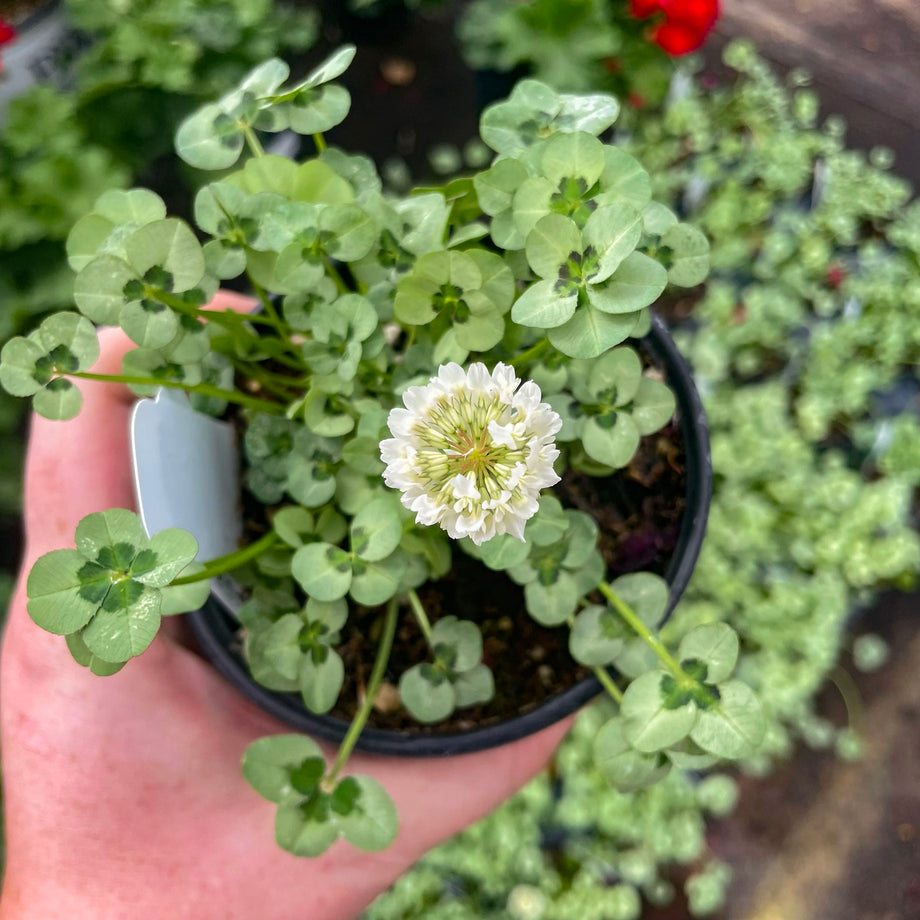 succulent clover 4 Luck Green Glow Trifolium (Shamrock Clover)