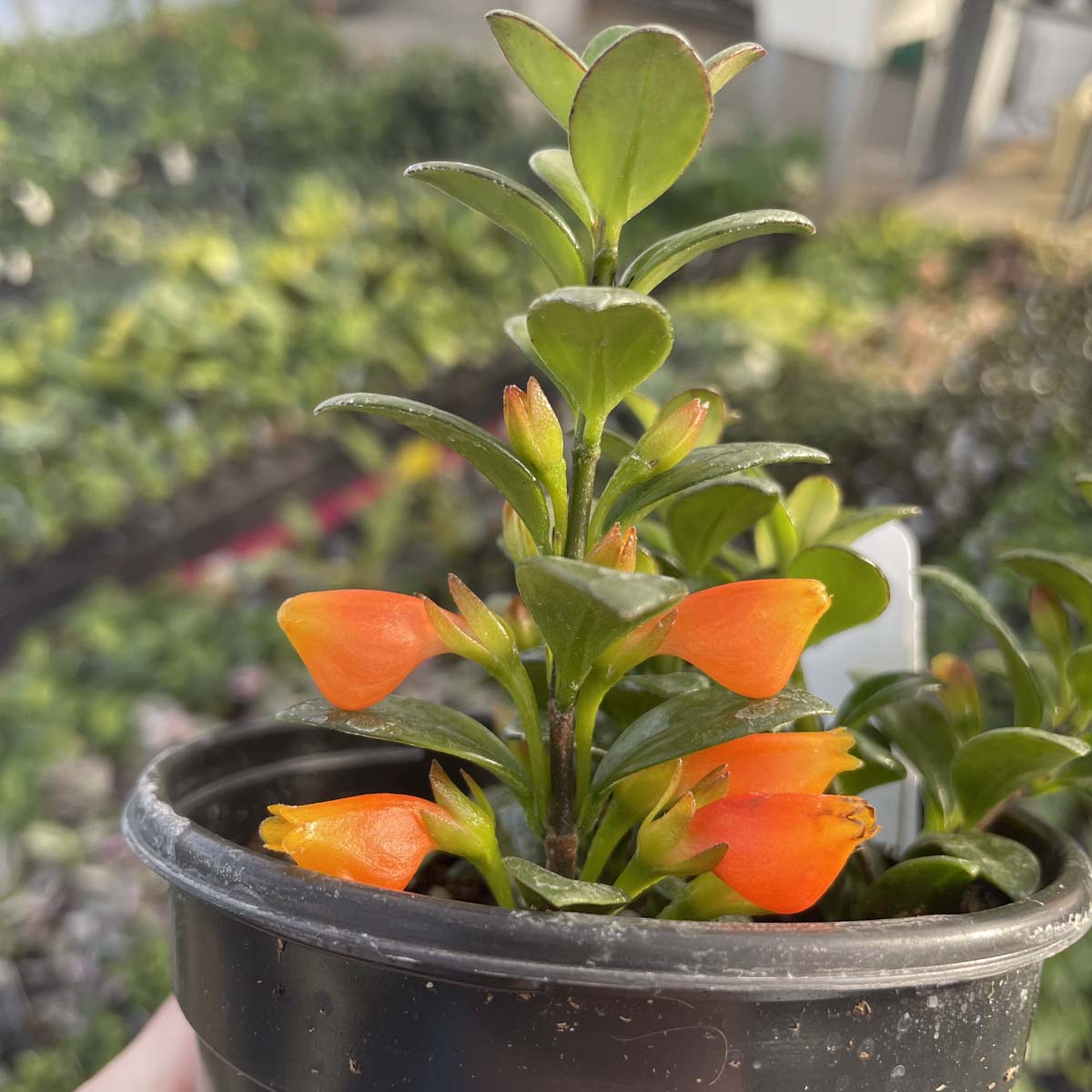 goldfish plant pot size Columnea gloriosa ‘California Gold’ (Goldfish Plant)