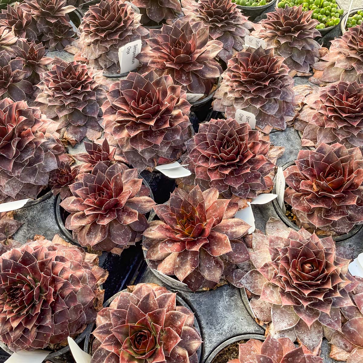 chick succulents plants Onyx Sempervivum, Hens and Chicks, Succulent Plant – Magic Valley Gardens