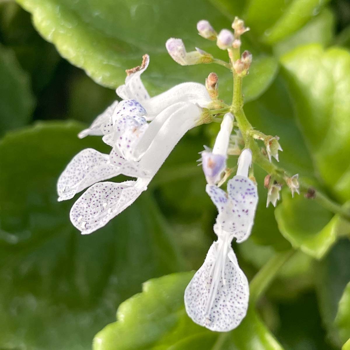 plectranthus verticillatus money plant Plectranthus australis