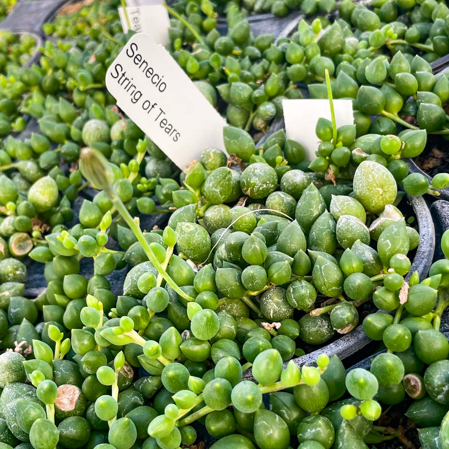 tears succulent String of Tears Senecio, Succulent Plant – Magic Valley Gardens