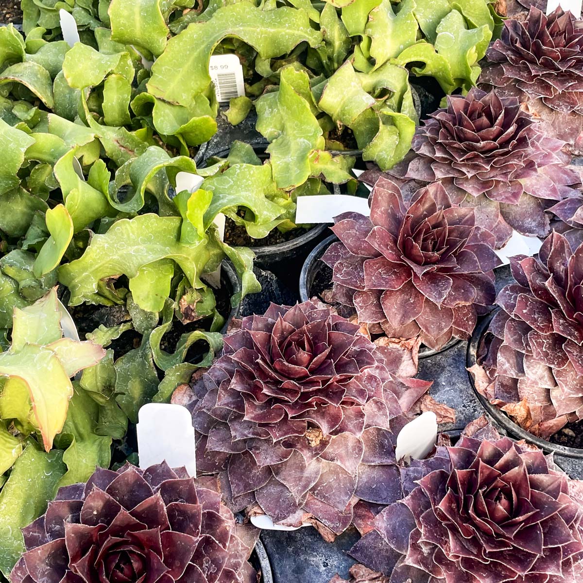 succulent plants chicks and hens Onyx Sempervivum, Hens and Chicks, Succulent Plant – Magic Valley Gardens