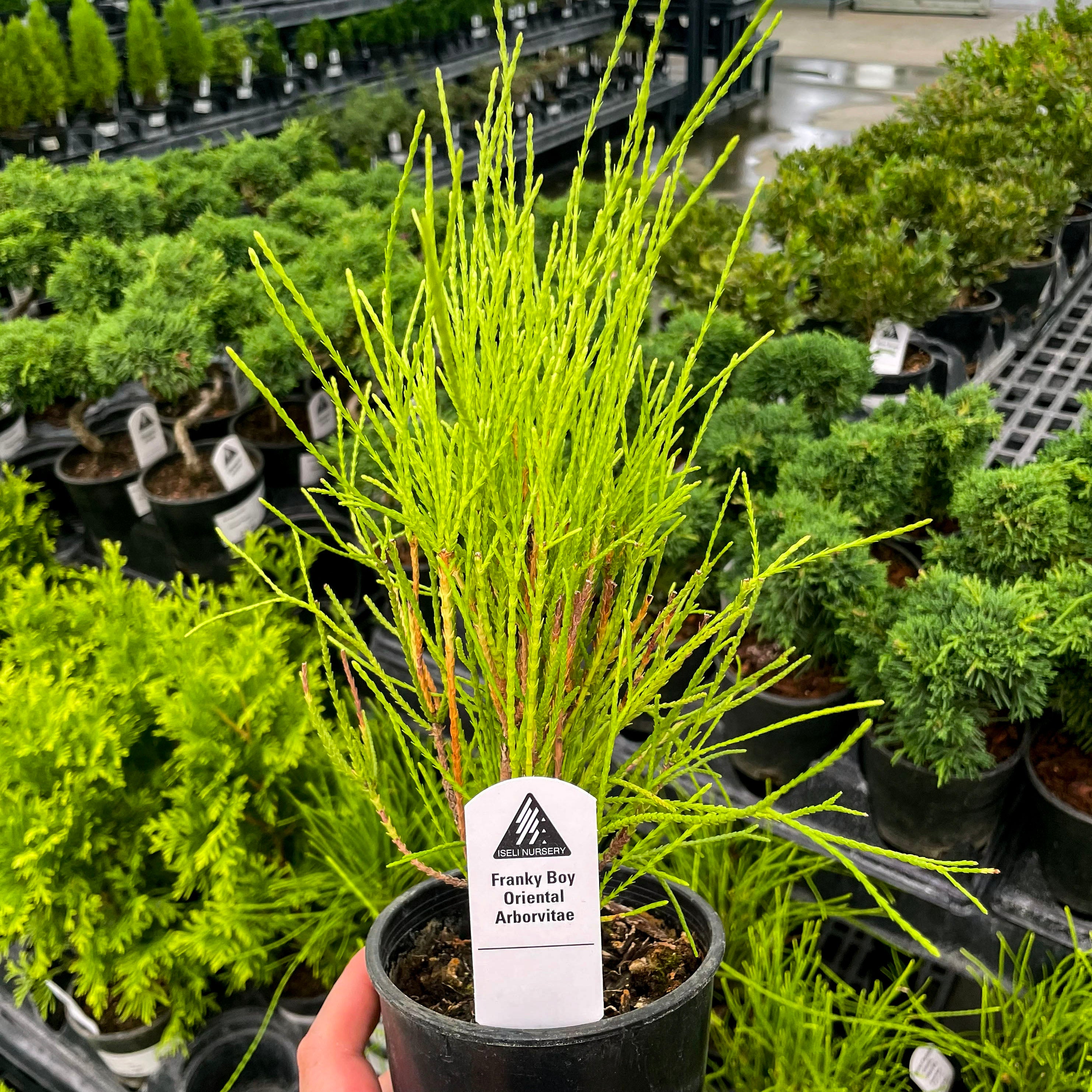 Franky Boy Arborvitae Bonsai Starter | Live Evergreen Tree – Magic