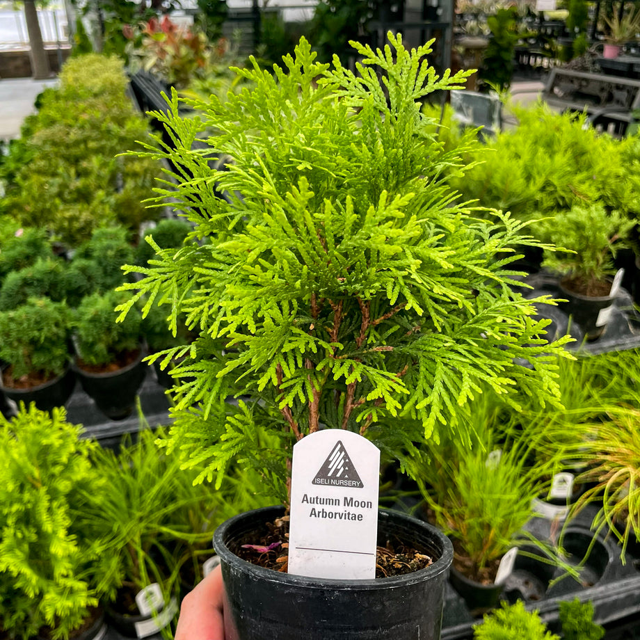 Autumn Moon Arborvitae Bonsai Starter | Live Evergreen Tree