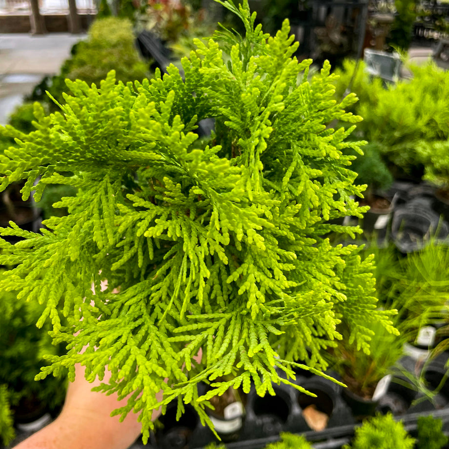 Autumn Moon Arborvitae Bonsai Starter | Live Evergreen Tree