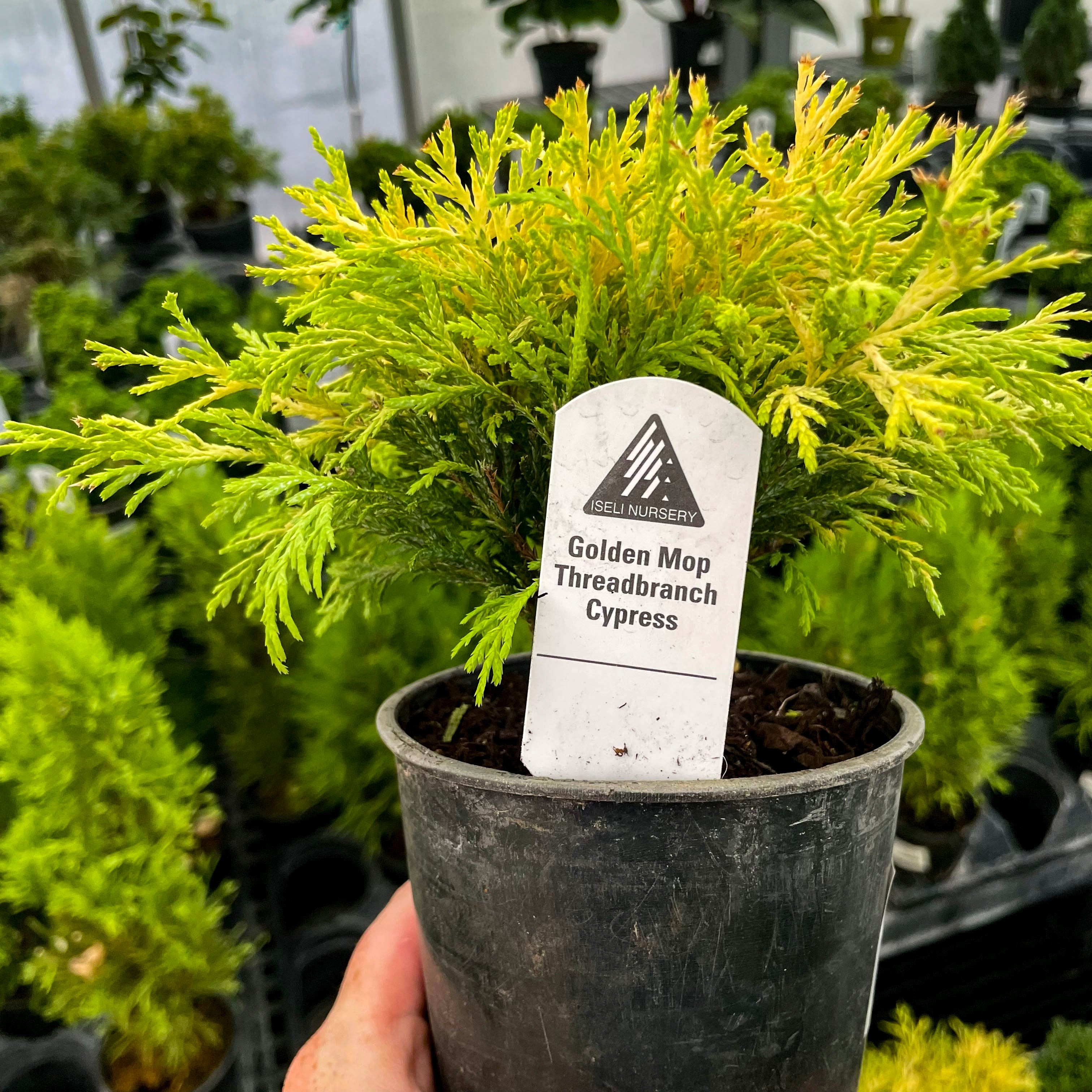 Golden Mop Cypress | Golden Threadleaf Evergreen Shrub – Magic