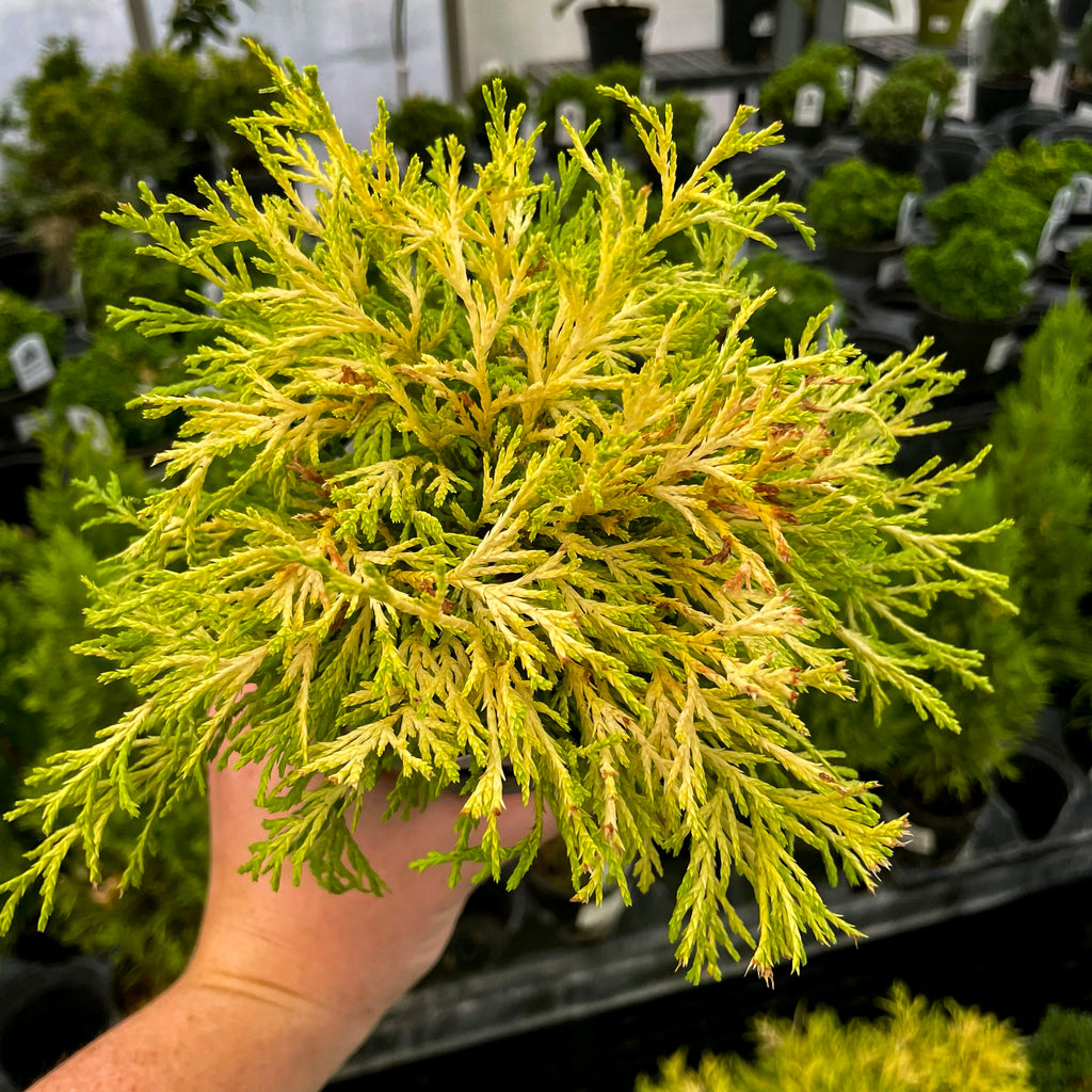 Golden Mop Cypress | Golden Threadleaf Evergreen Shrub – Magic