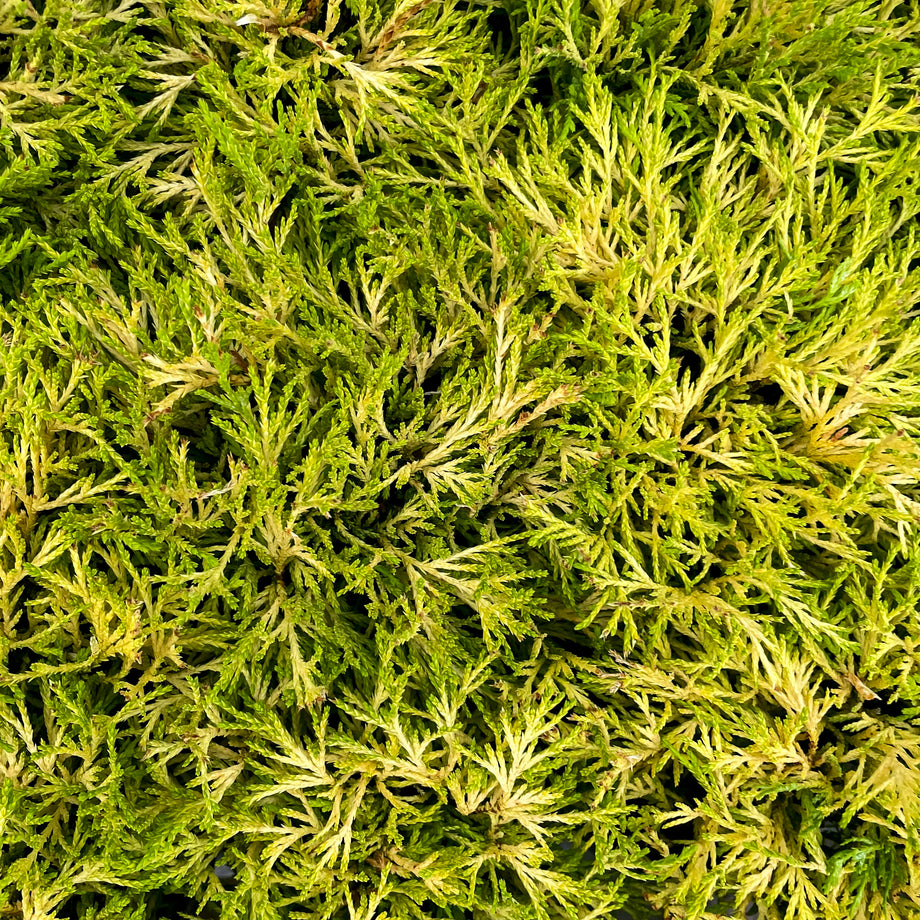 Golden Mop Cypress | Golden Threadleaf Evergreen Shrub – Magic