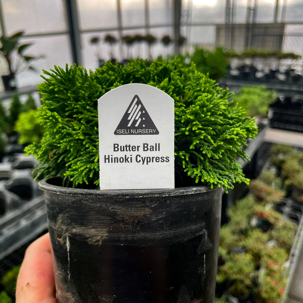 Pre-Bonsai & Dwarf Evergreens – Magic Valley Gardens