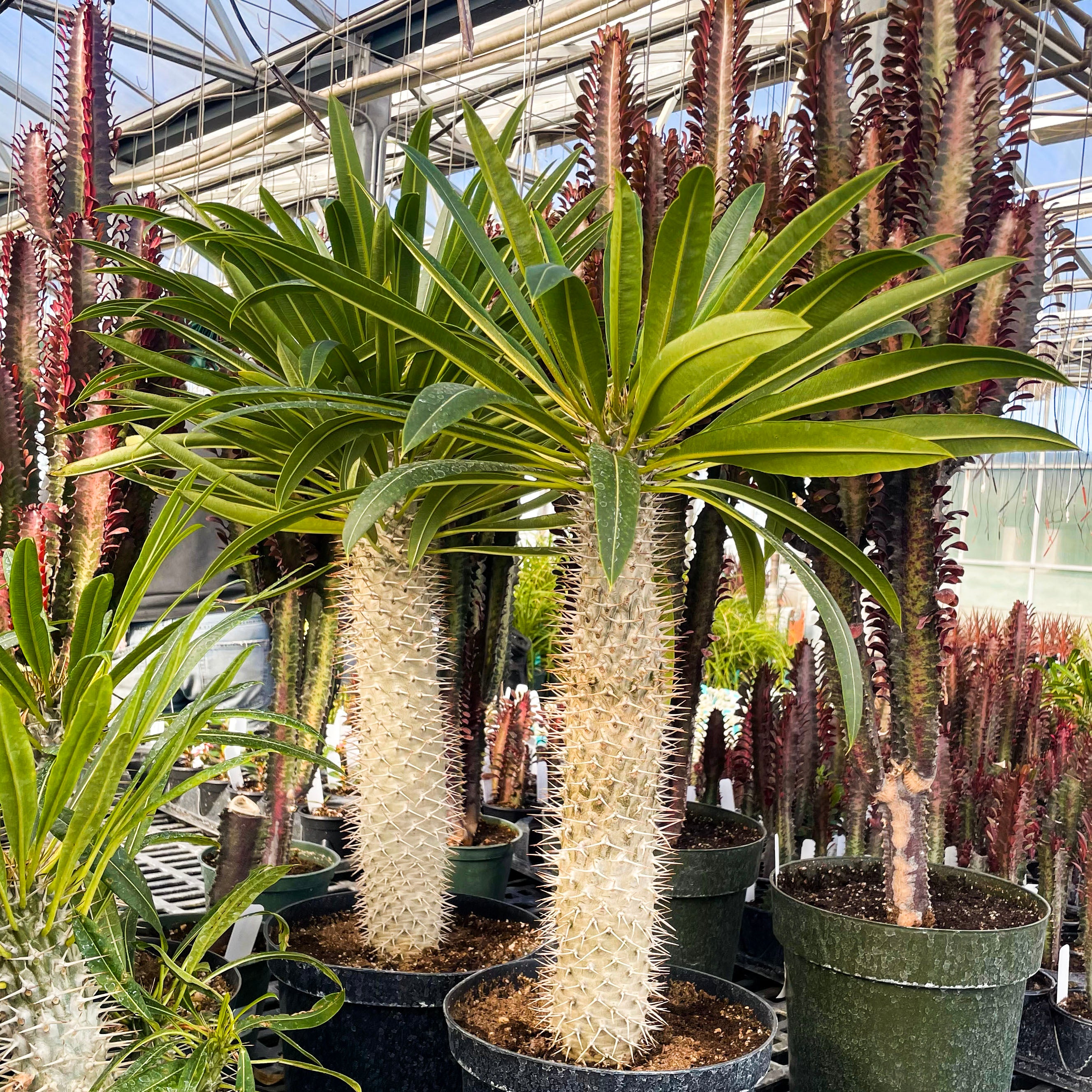 cactus palm plant Pachypodium lamerei (Madagascar Palm)