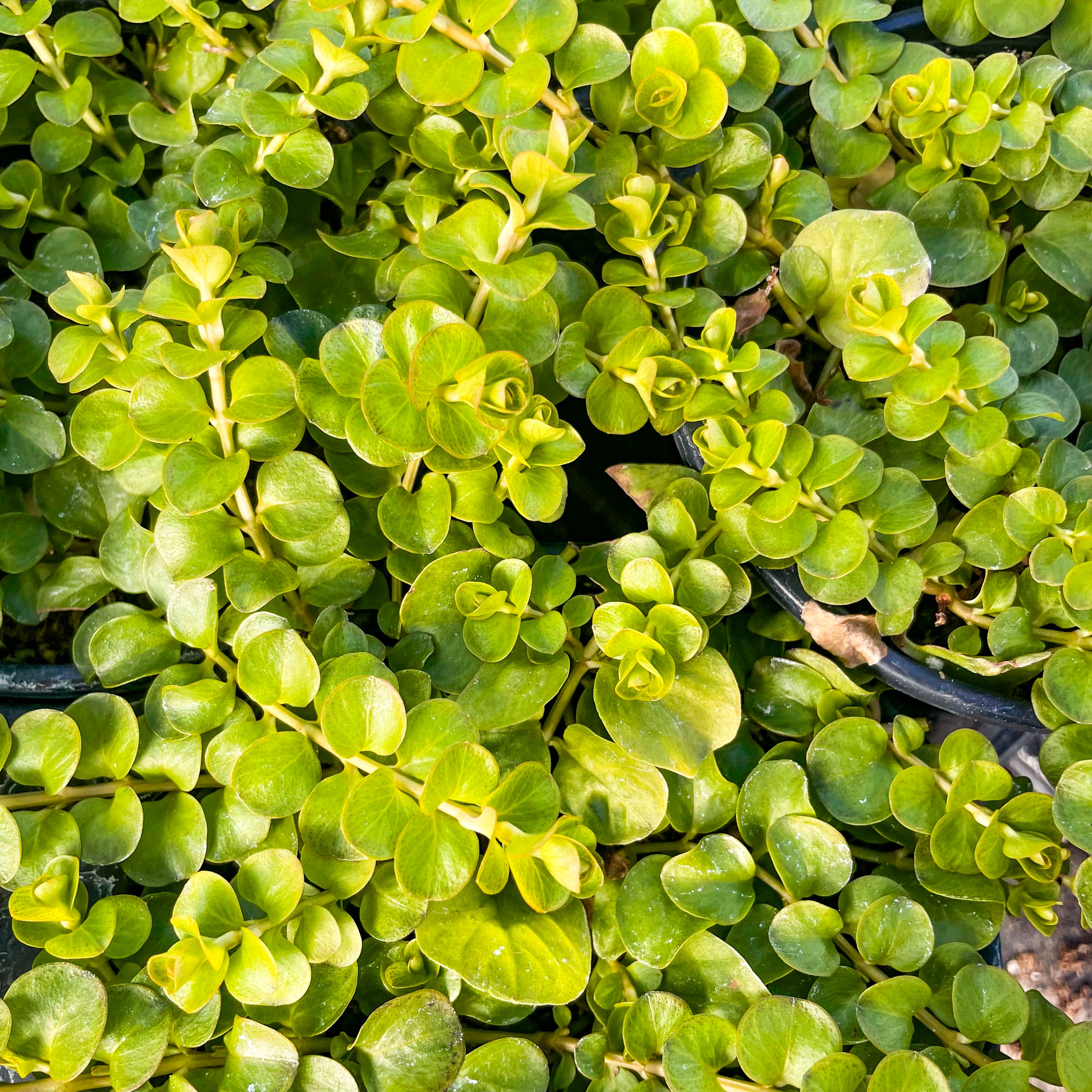 is creeping jenny a succulent Golden Lysimachia, Creeping Jenny, Plant – Magic Valley Gardens