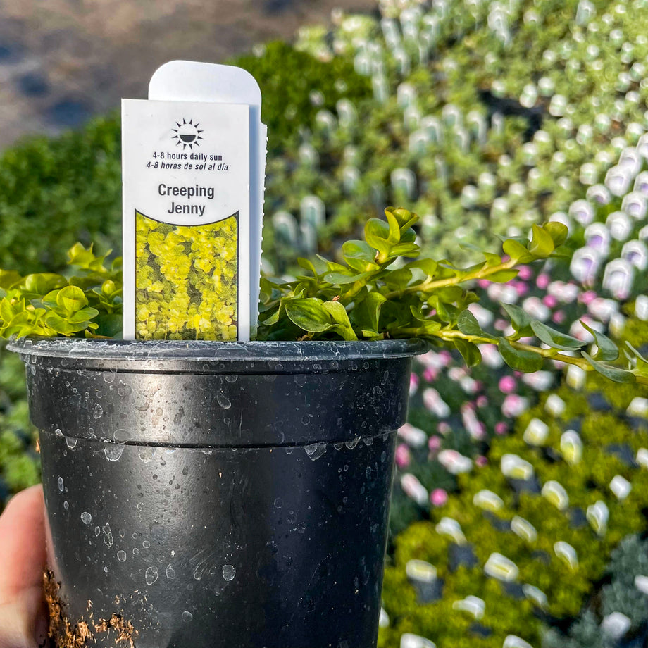 planting creeping jenny in pots Golden Lysimachia, Creeping Jenny, Plant – Magic Valley Gardens