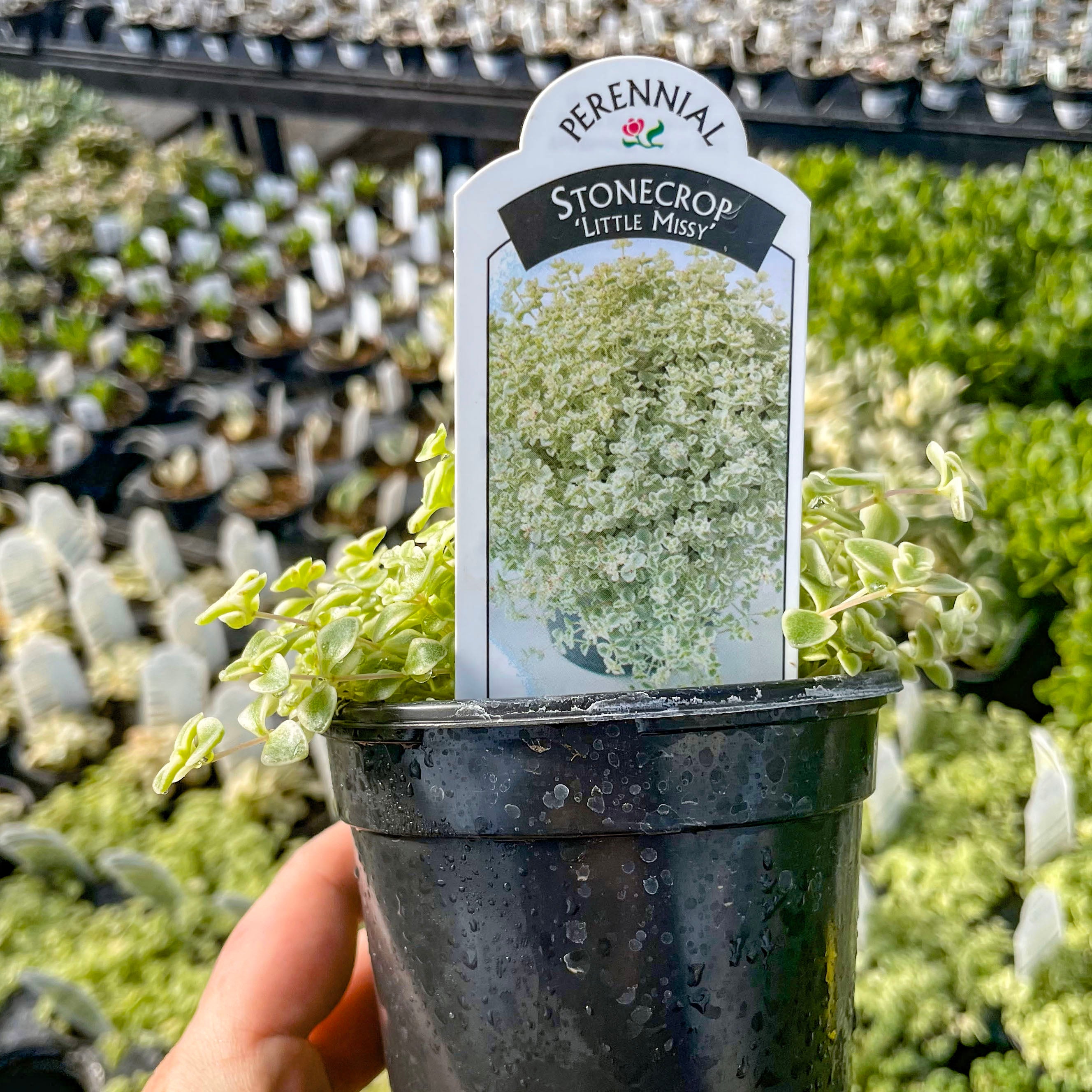 succulent little missy Little Missy Creeping Sedum, Stonecrop, Succulent Plant – Magic Valley Gardens