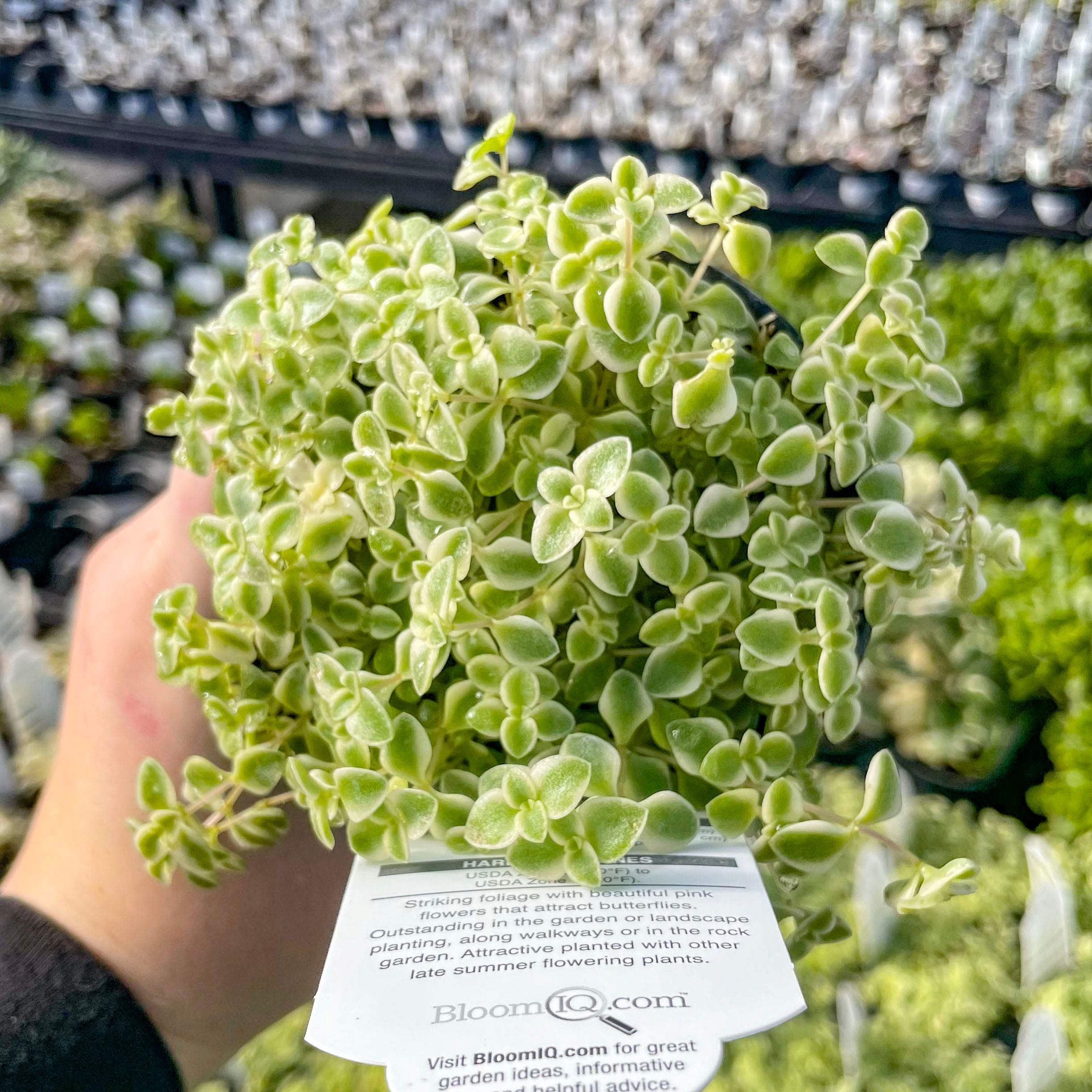 little missy succulent Little Missy Creeping Sedum, Stonecrop, Succulent Plant – Magic Valley Gardens