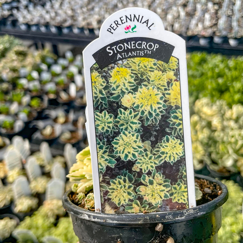 Atlantis Sedum | Variegated Ground Cover Stonecrop – Magic Valley