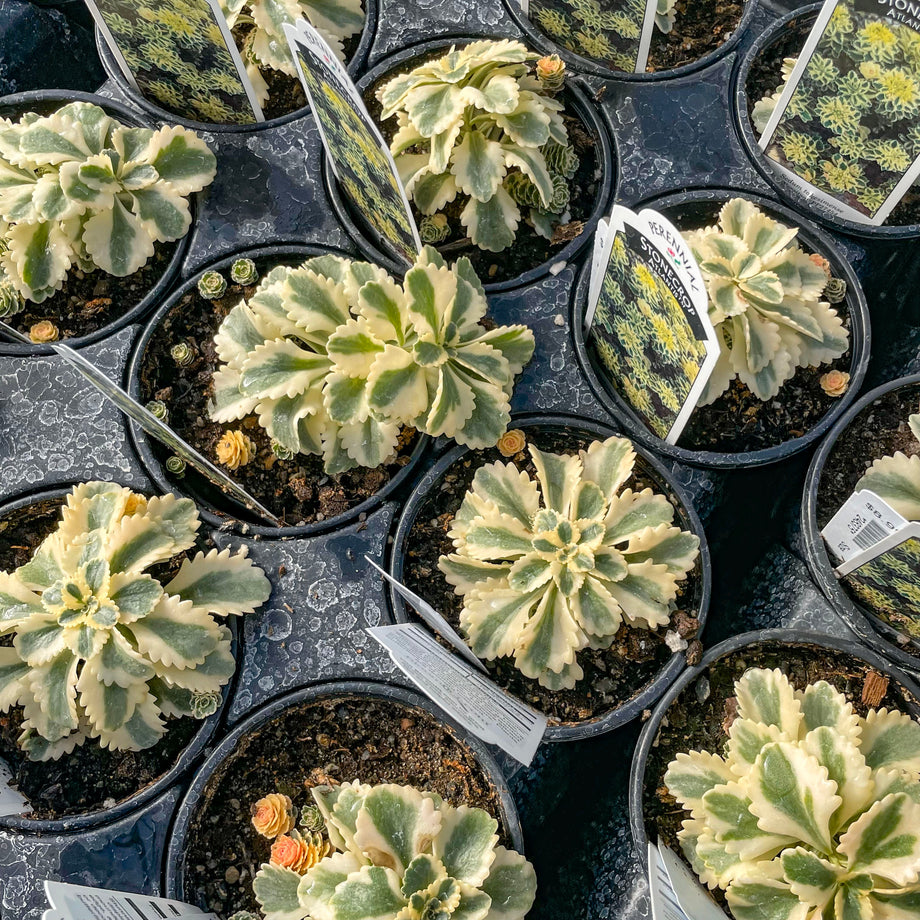 ミドリガメ HITACHI ZX80 Midi Excavator - 16,000lb, Geith Thumb Blade, A/C