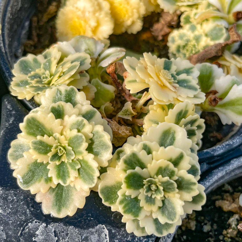 Valiem Willing plant別注S size 2set Atlantis Sedum | Variegated Ground Cover Stonecrop – Magic Valley