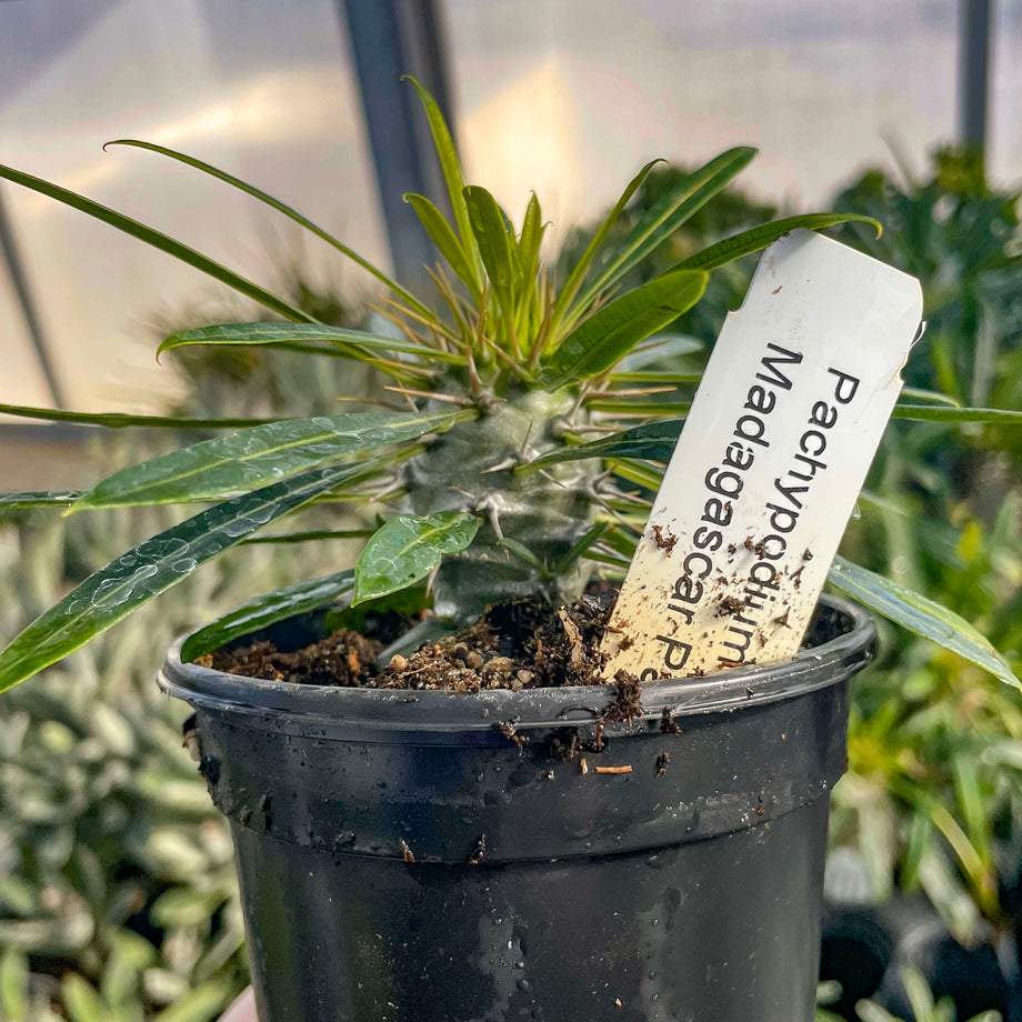 madagascar plant Pachypodium lamerei (Madagascar Palm) – Magic Valley Gardens