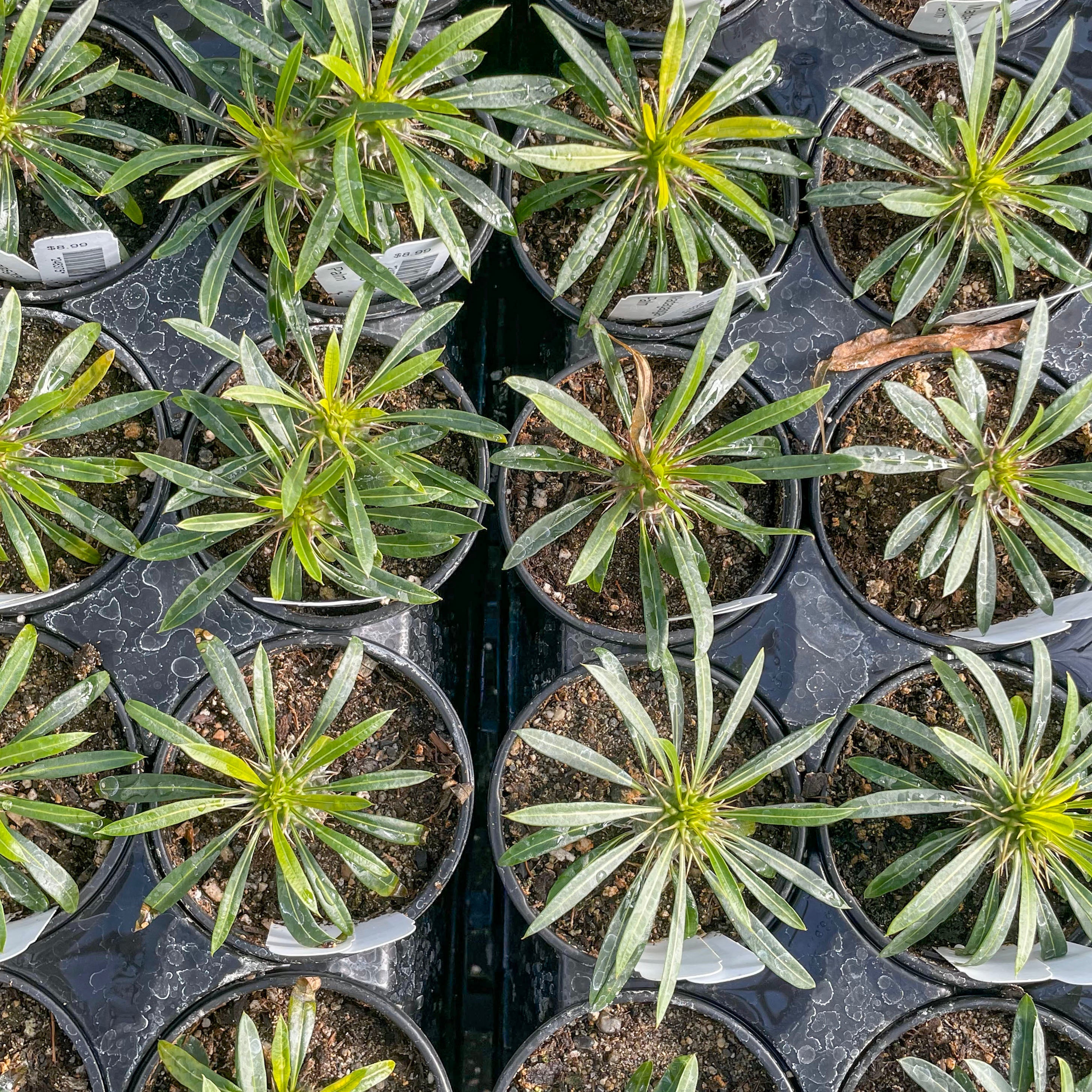 madagascar cactus and succulents Pachypodium lamerei (Madagascar Palm)