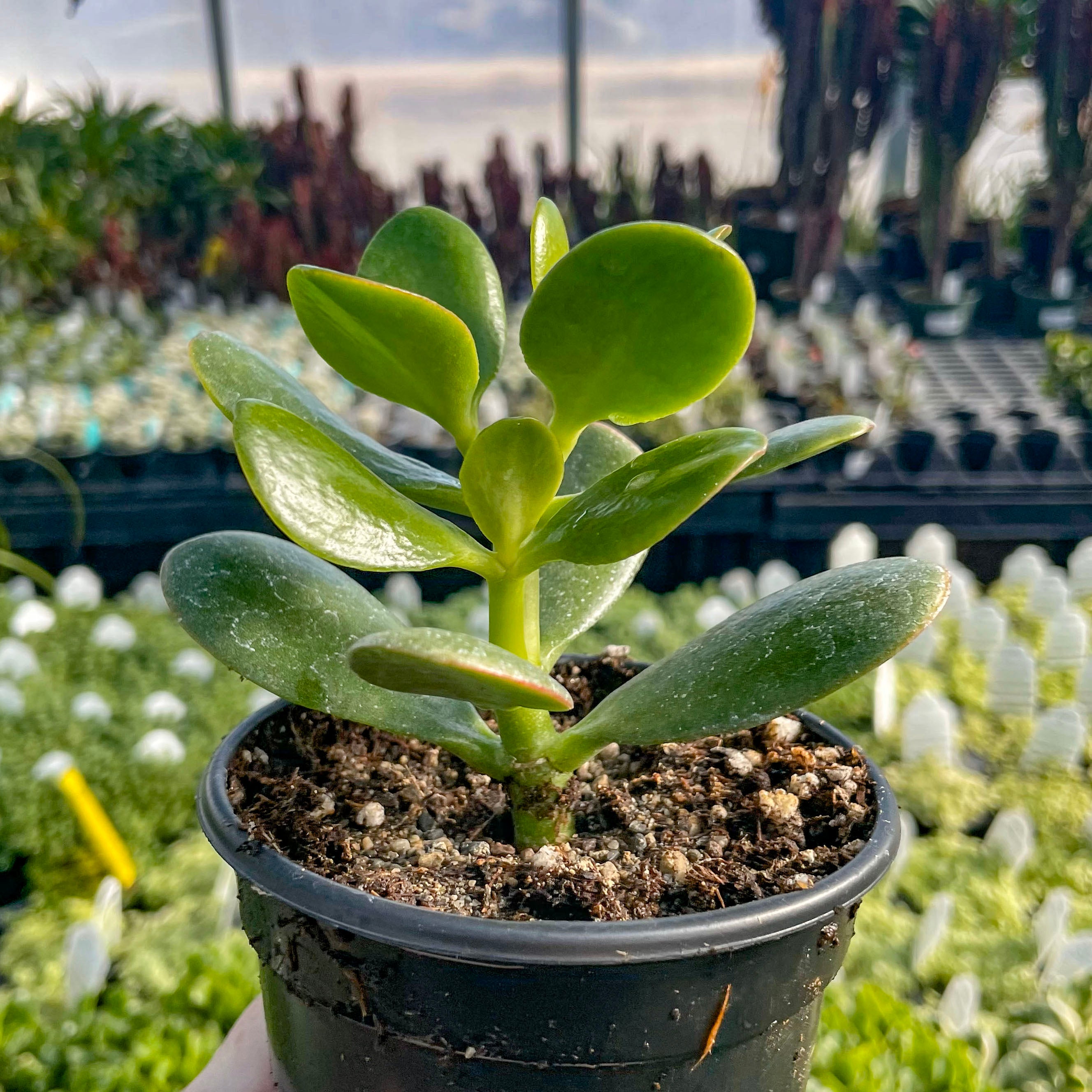 crassula succulent plant Crassula ovata 'New Sunset'