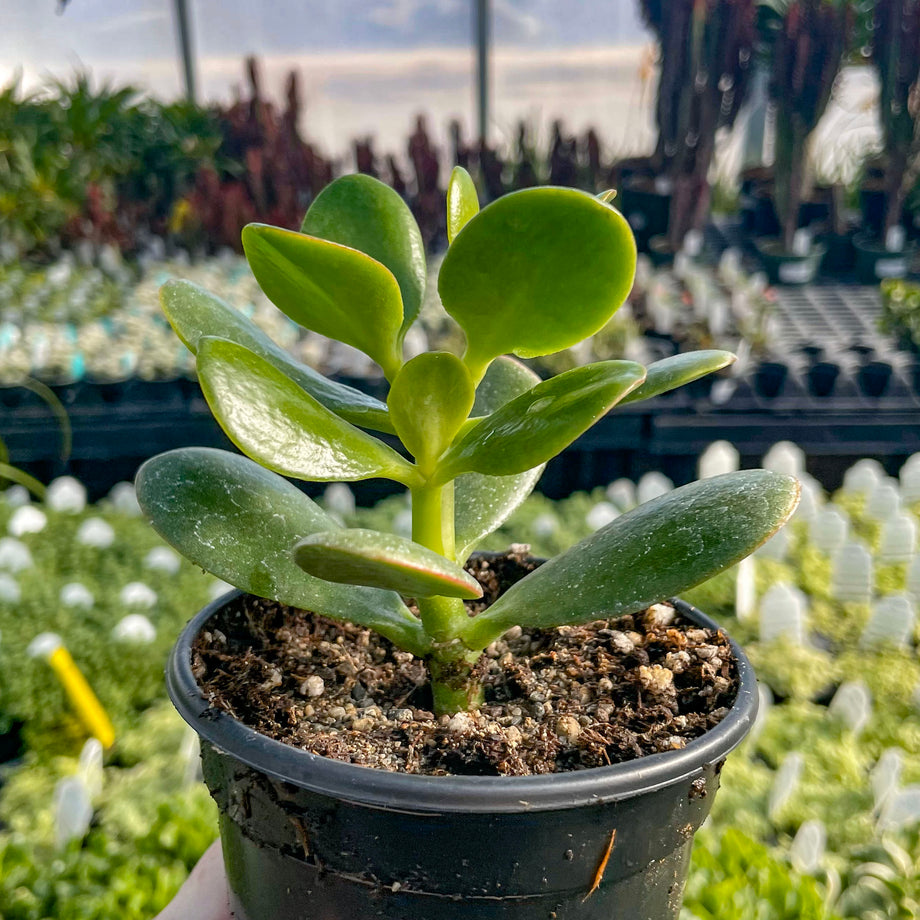 Crassula ovata 'New Sunset' – Magic Valley Gardens