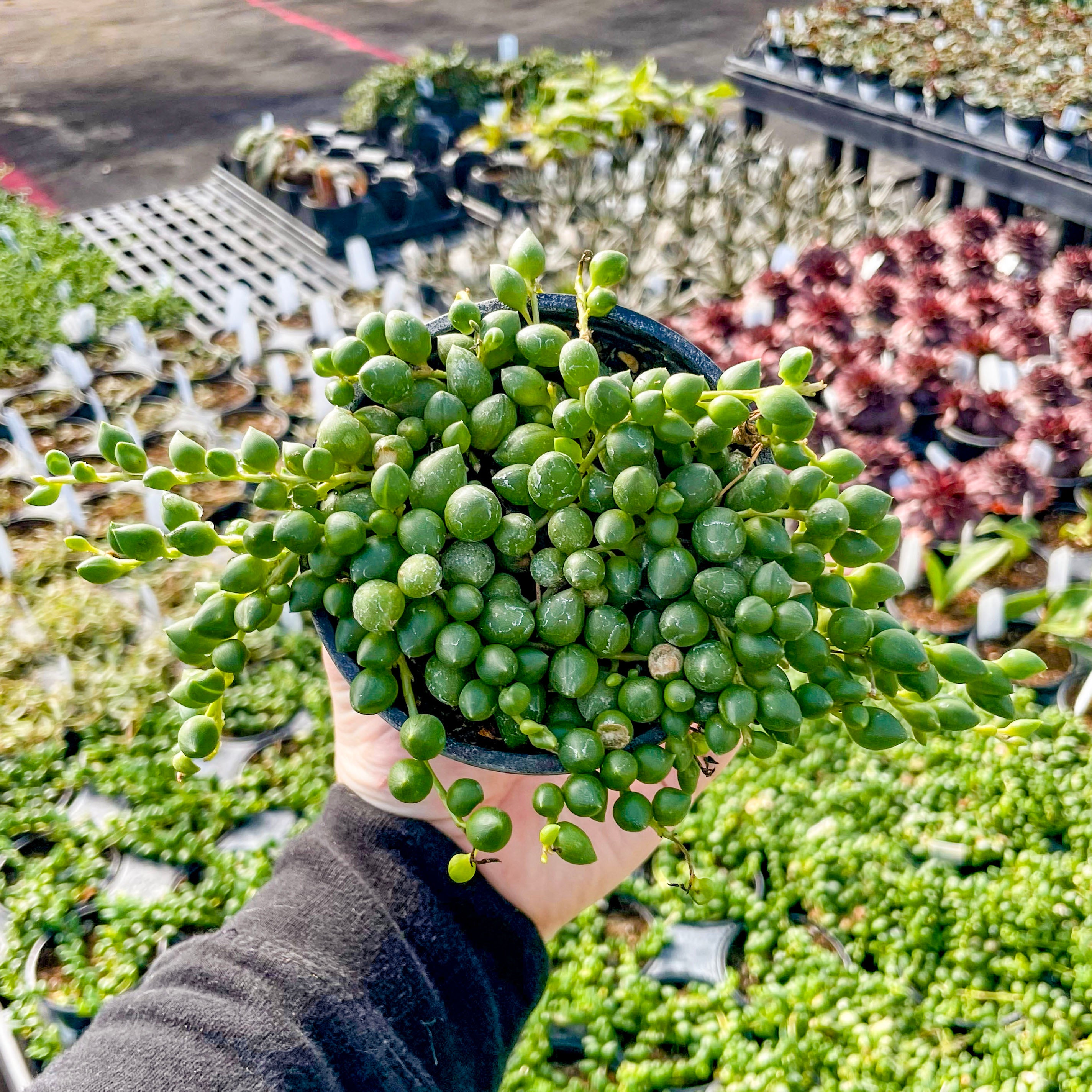 succulent that looks like green beans String of Tears Senecio, Succulent Plant – Magic Valley Gardens