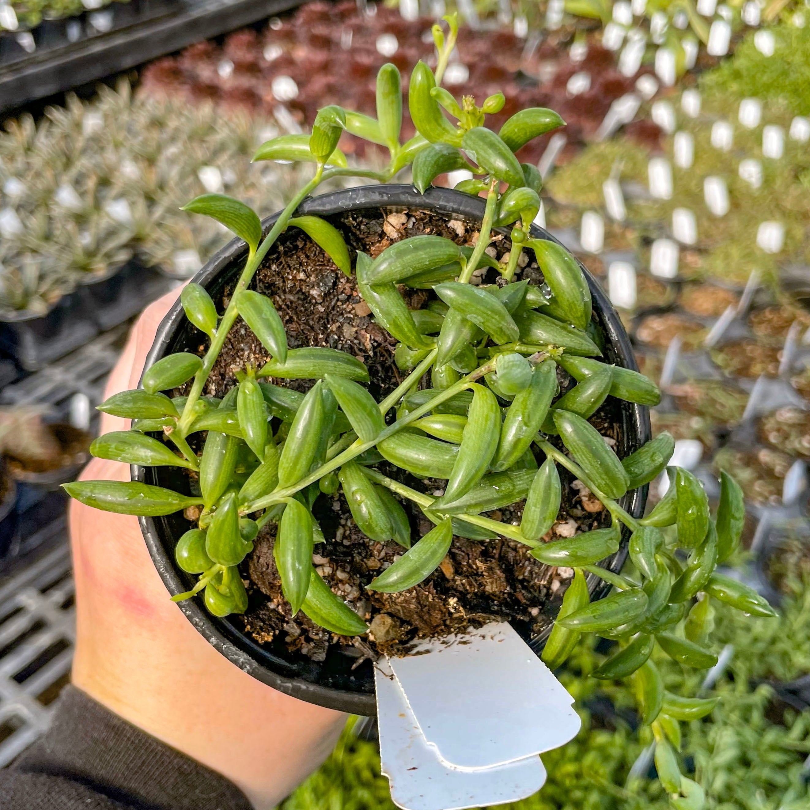 succulent string of bananas plant Senecio radicans (String of Bananas)