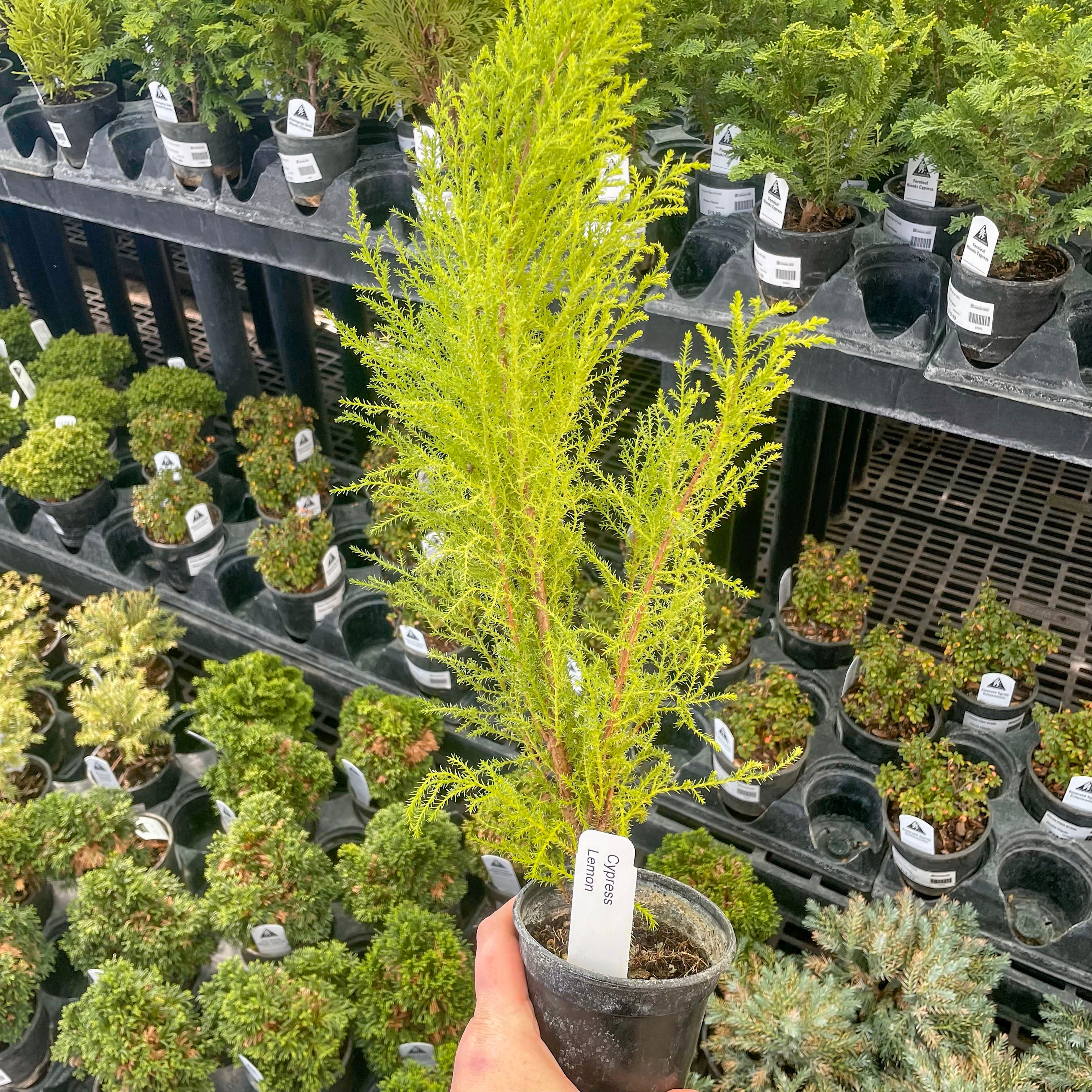 Dwarf Lemon Cypress - Live Bonsai Starter, 4” Grower's Pot – Magic