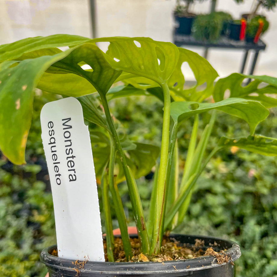 Monstera esqueleto – Magic Valley Gardens