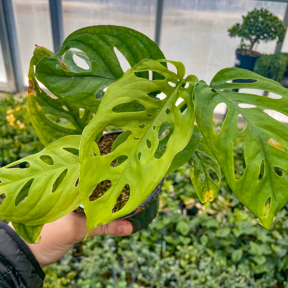 Monstera esqueleto – Magic Valley Gardens
