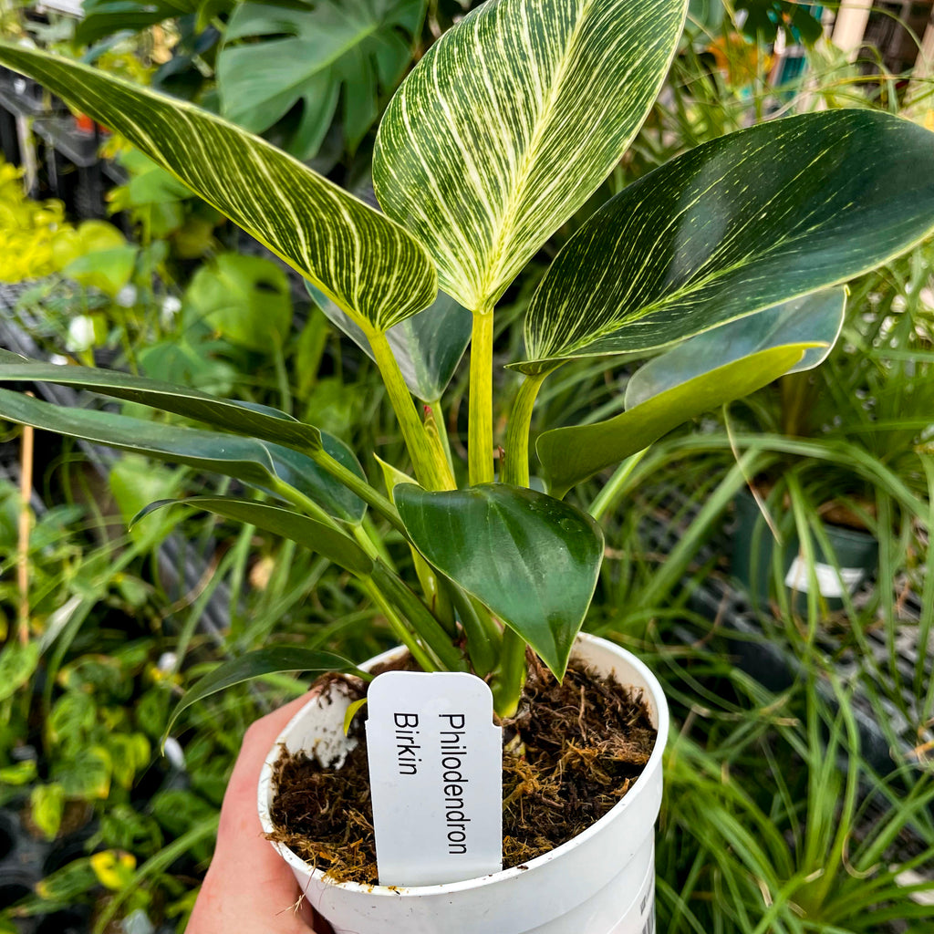 philodendron valley Philodendron Birkin 4 inch / Grower Pot by Succulents Box