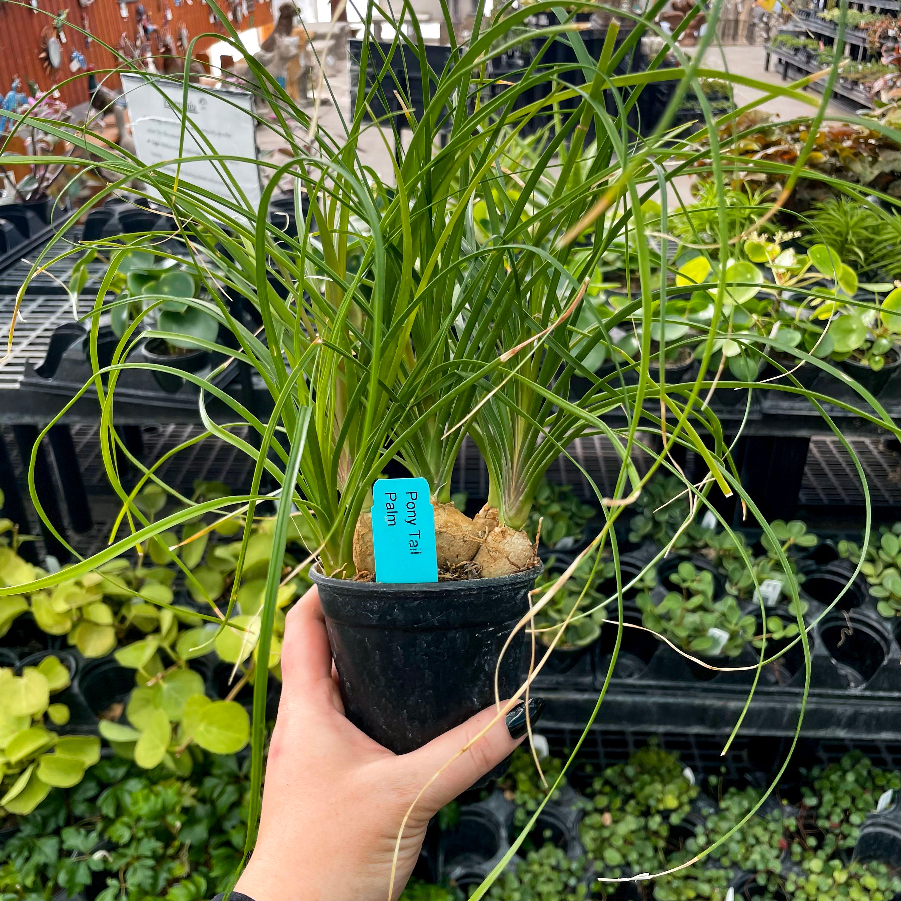 ponytail palm baby Beaucarnea recurvata
