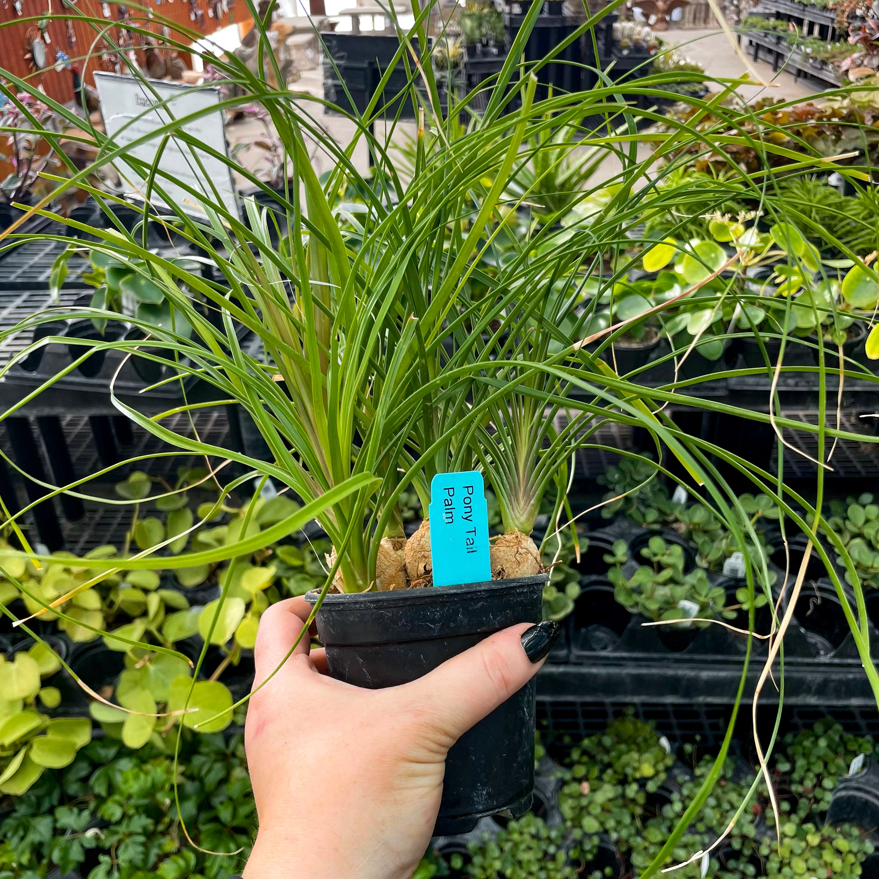 ponytail palm garden Beaucarnea recurvata