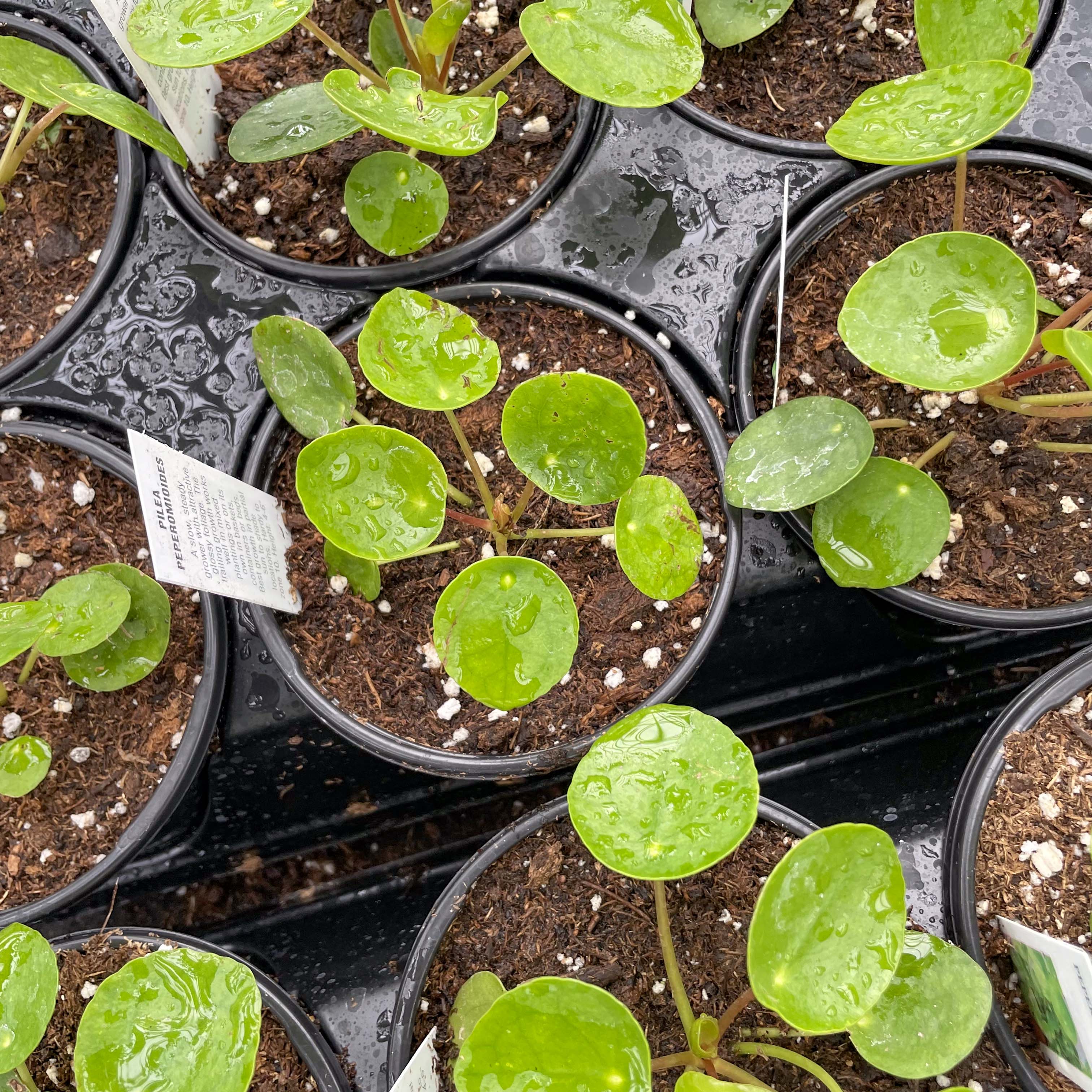 money plant sun or shade Pilea peperomioides, Chinese Money Plant
