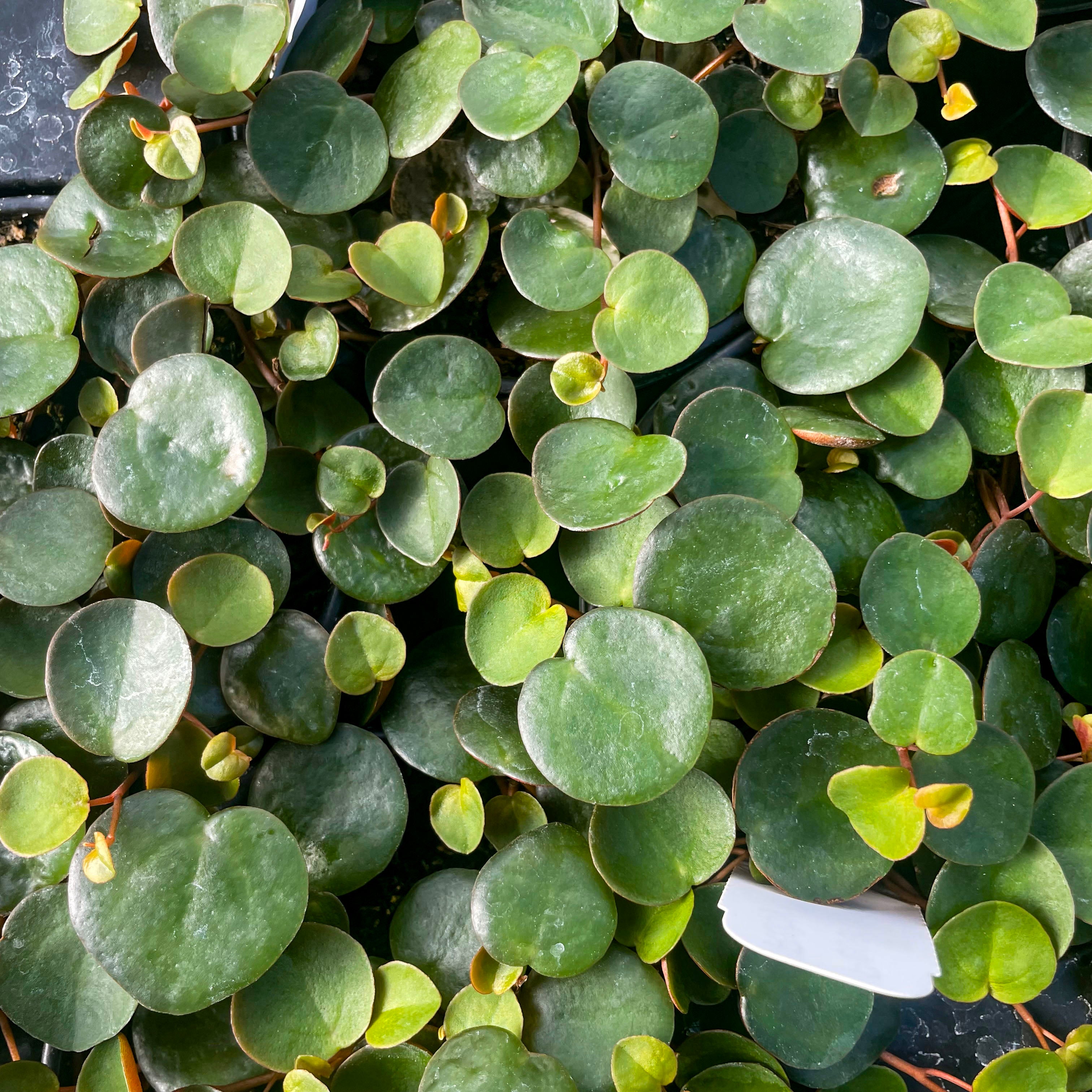 peperomia ruby cascade succulent plant Ruby Cascade Peperomia – Magic Valley Gardens