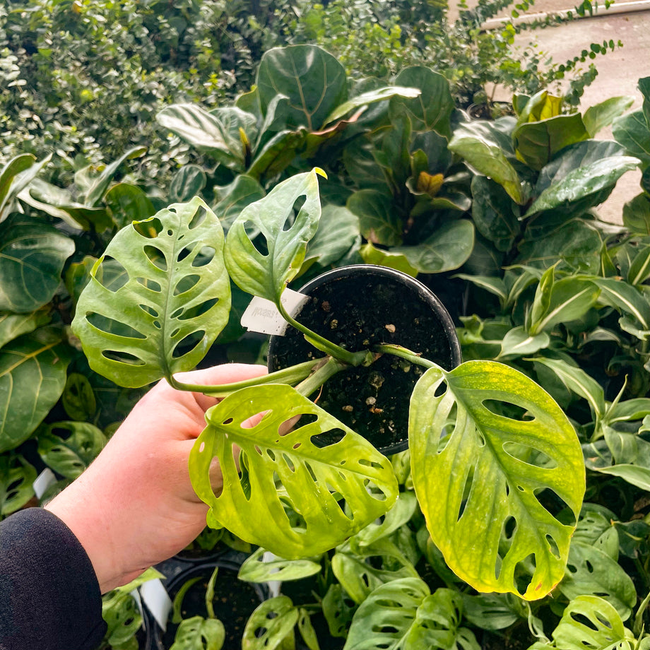 Monstera esqueleto – Magic Valley Gardens