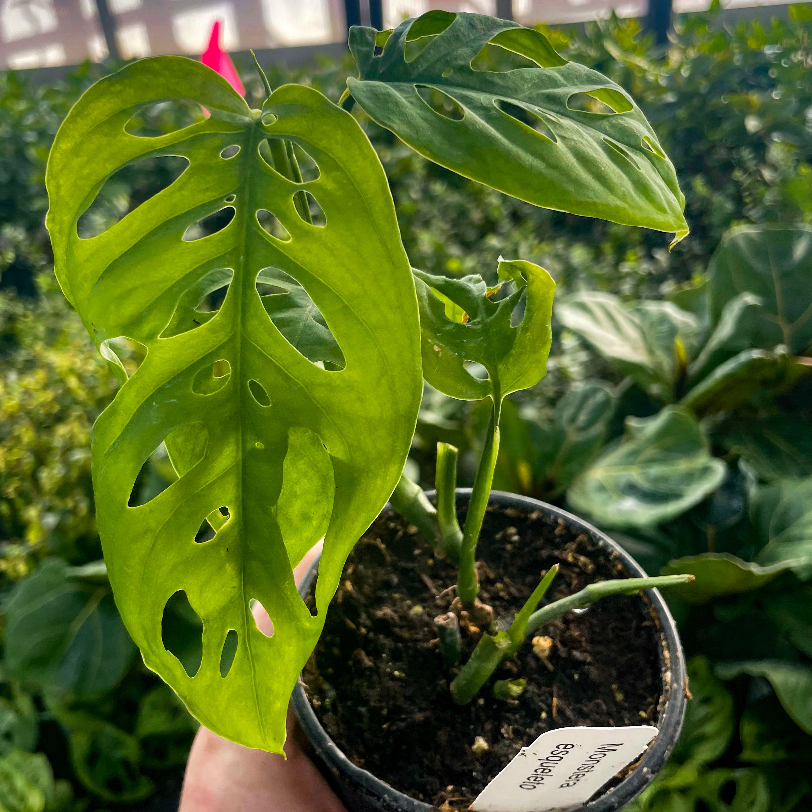 monstera adansonii esqueleto Monstera esqueleto