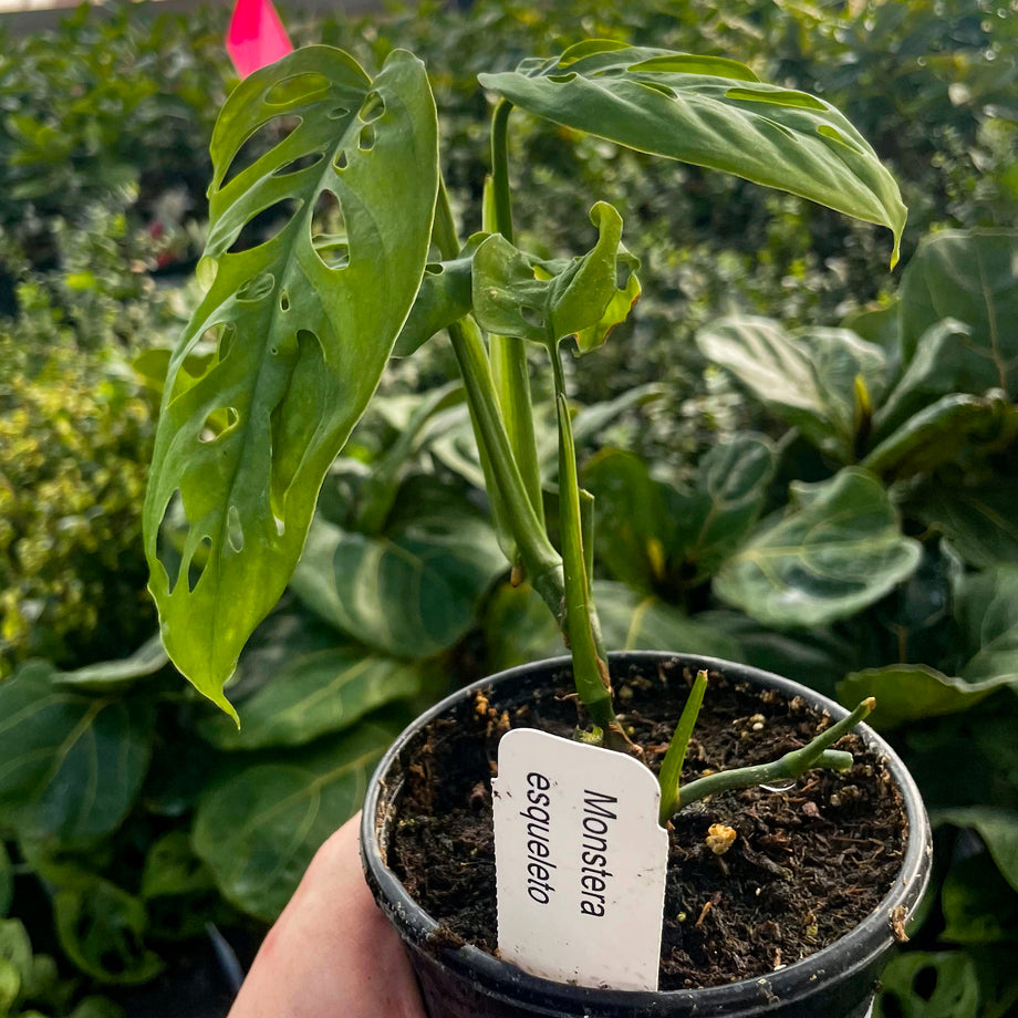 monstera skeleton plant Monstera esqueleto – Magic Valley Gardens